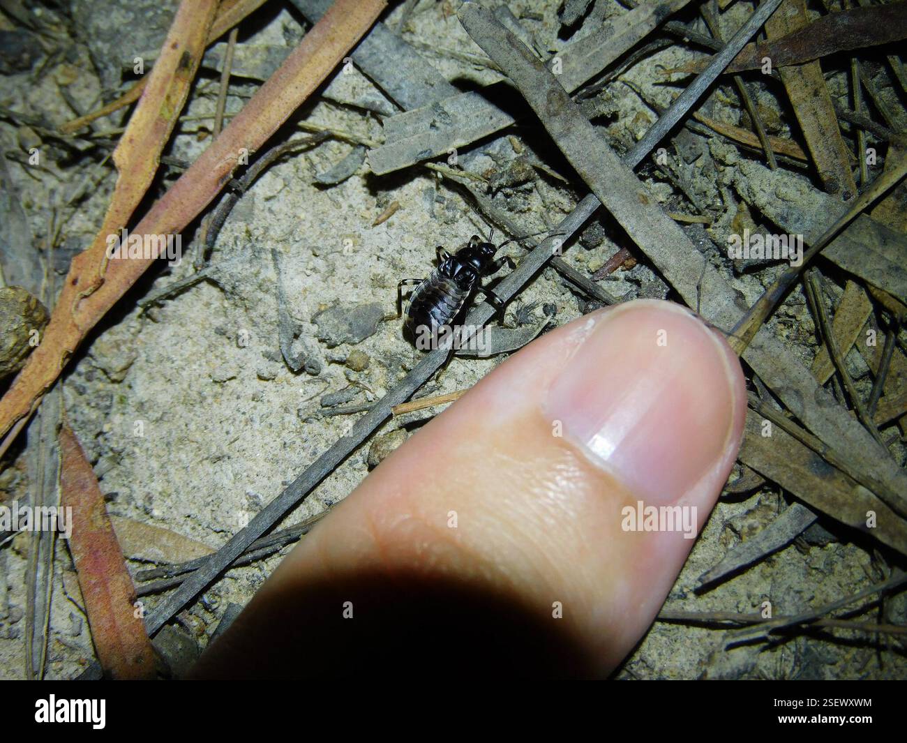 (Ectrichodiini), Insecta, Hobart TAS, Australien, (als Vogelvogel, Säugetierbeobachter und Froschjäger in erster Linie, aber ein leidenschaftlicher Bewunderer von Lebewesen insgesamt wäre jede ID für die verschiedenen wirbellosen Tiere, auf die ich gestoßen bin, faszinierend zu lernen!!) Stockfoto