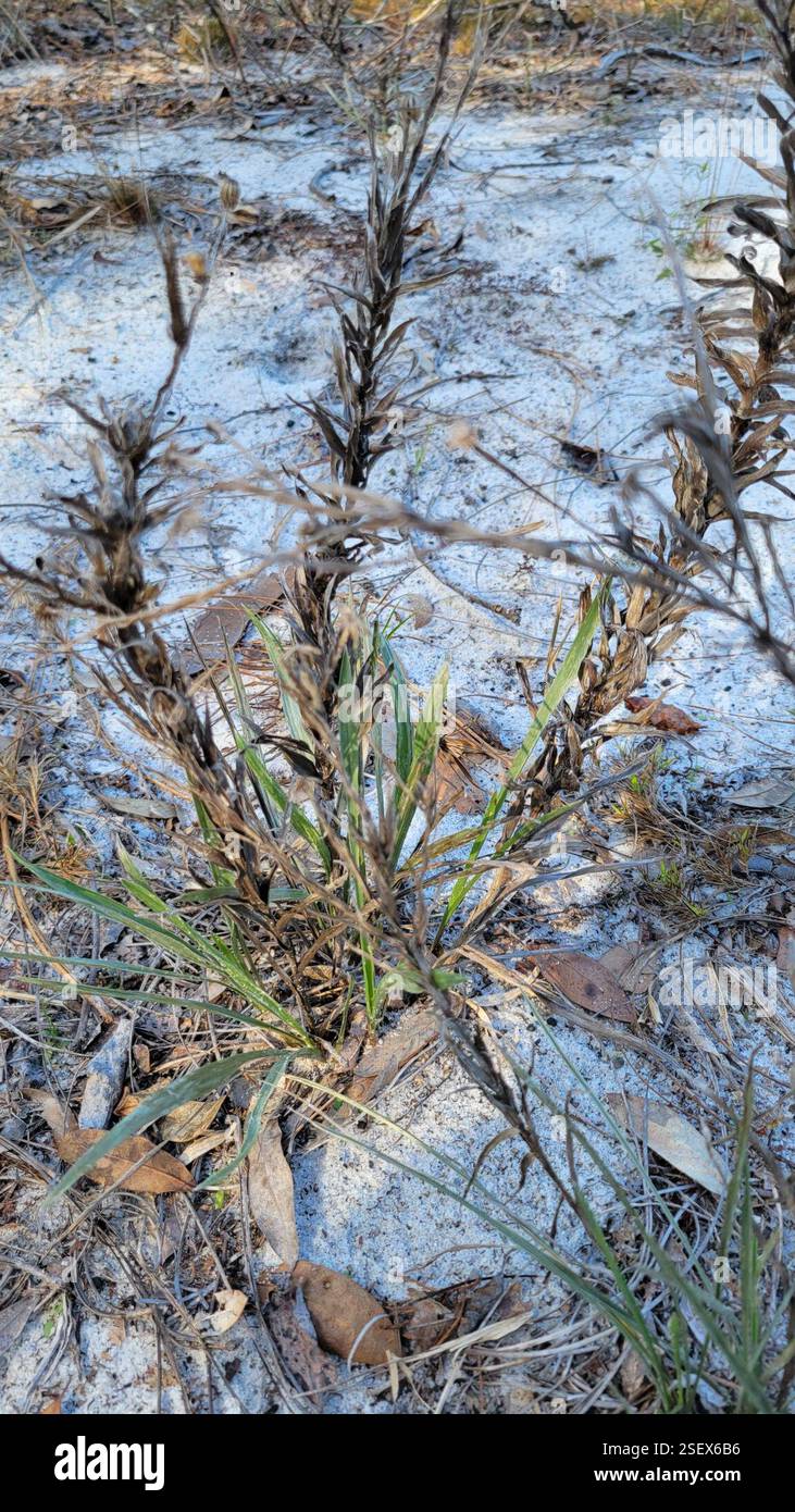 Silkgrasses (Pityopsis), Plantae, Clermont, FL 34711, USA Stockfoto