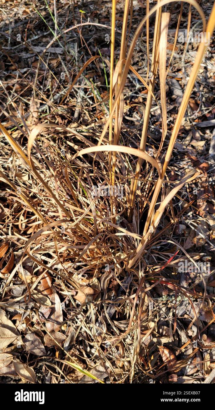 Bluestems (Andropogon), Plantae, Clermont, FL 34711, USA Stockfoto
