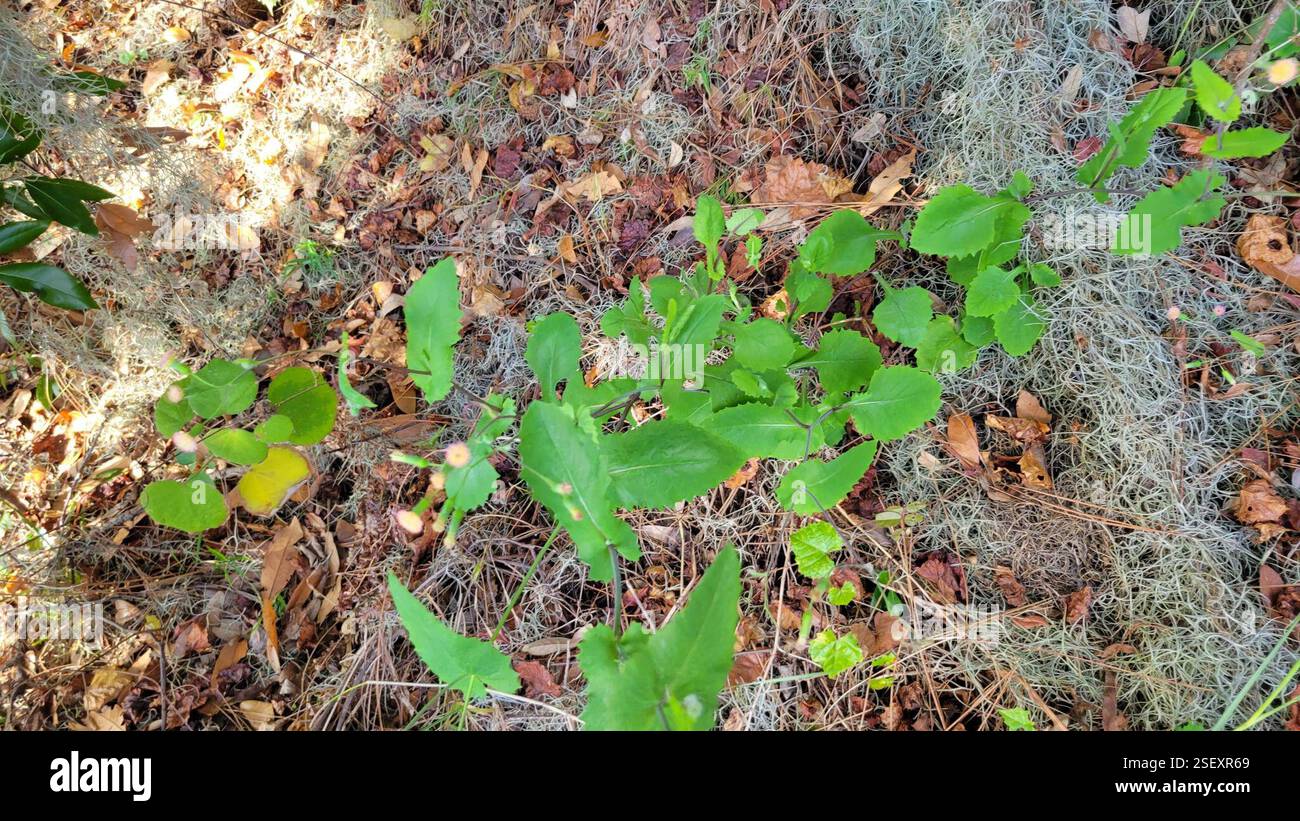 Tasselblumen (Emilia), Plantae, Clermont, FL 34711, USA Stockfoto