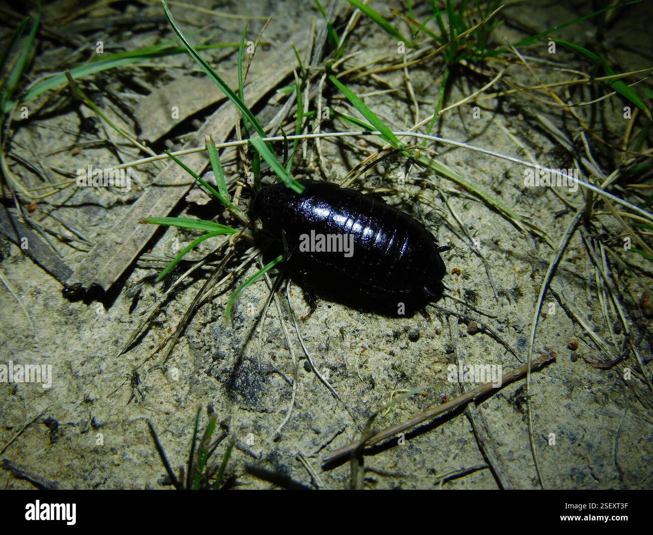 (Polyzosteriinae), Insecta, Hobart TAS, Australien, (als Vogelvogel, Säugetierbeobachter und Froschjäger in erster Linie, aber ein leidenschaftlicher Bewunderer von Lebewesen insgesamt wäre jede ID für die verschiedenen wirbellosen Tiere, auf die ich gestoßen bin, faszinierend zu lernen!!) Stockfoto