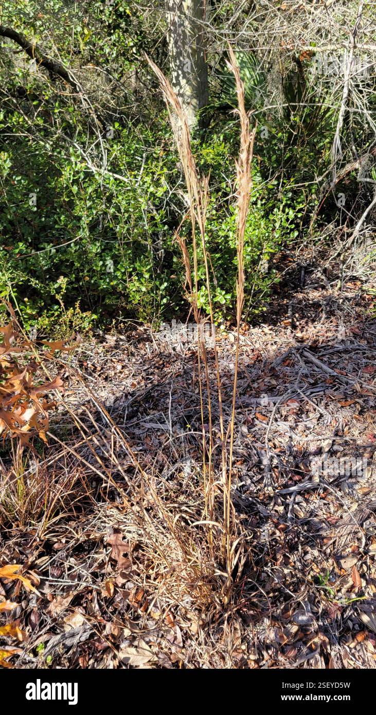 Bluestems (Andropogon), Plantae, Clermont, FL 34711, USA Stockfoto