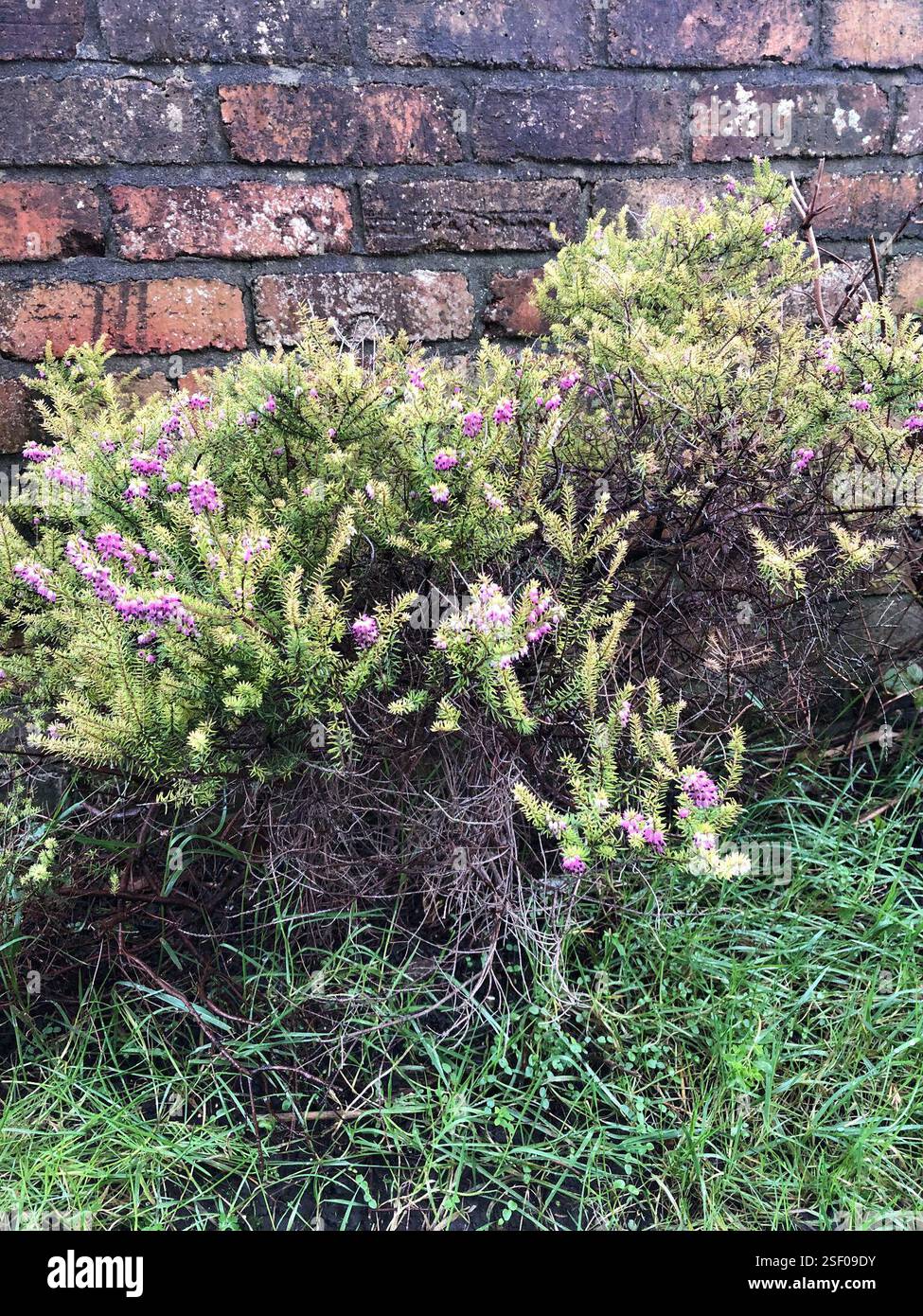 Spring Heath (Erica carnea), Plantae, Heol y Gors, Cardiff, Wales, GB, diese Pflanze wuchs in einer grasbewachsenen Vorstadtstraße zwischen Häusern. Da es sich um ein dekoratives Heidekraut handelt, ist es wahrscheinlich, dass es aus den umliegenden Häusern stammt. Die Antheren ragen aus der Corolla hervor und der Kelch ist viel länger als der Pedikel. Der Flansch, der von der Basis eines Blattes zum darunter liegenden verläuft, scheint über seine Länge mehr oder weniger die gleiche Größe zu haben. (Siehe Foto 6) die Blätter sind sehr schmal, haarlos und in Wirbeln von 4, mit einer sehr kurzen Blattstiele. Die Blattunterseite zeigt eine sehr dünne weiße Linie entlang der Länge Stockfoto