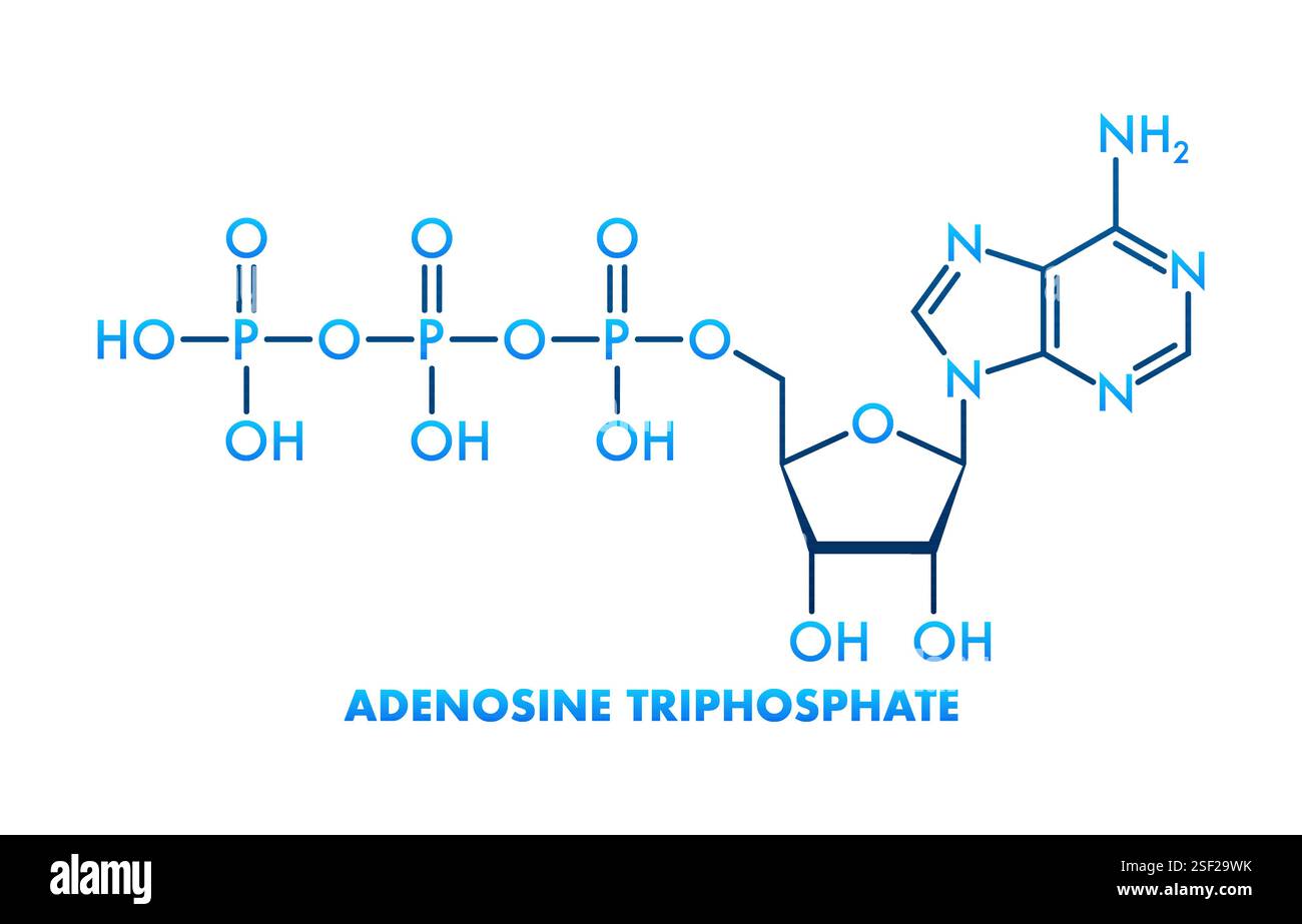 Adenosintriphosphat-Molekülstruktur mit Atomen und Bindungen Stock Vektor