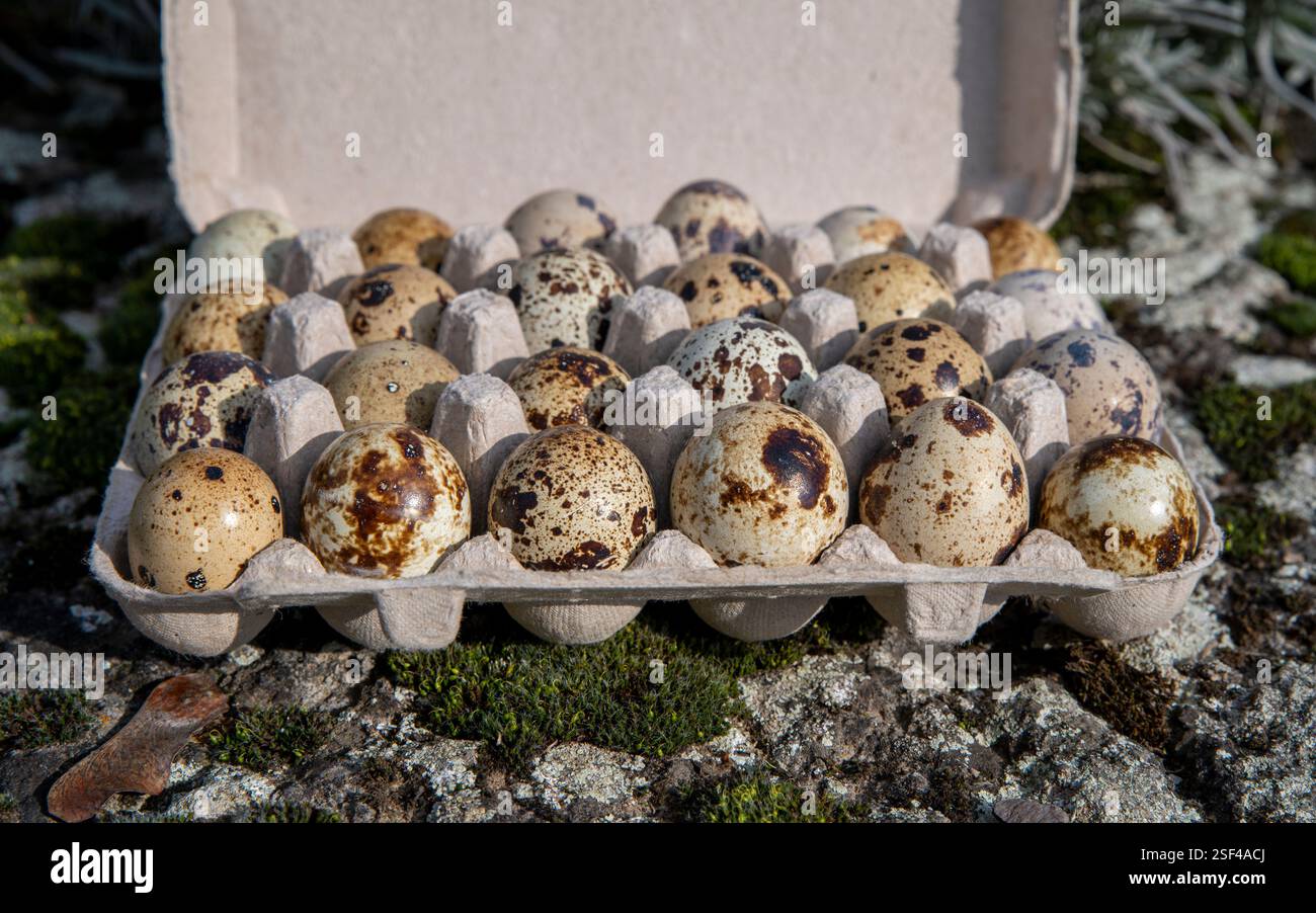Die Eizellen der Wachteln (Coturnix coturnix). Stockfoto