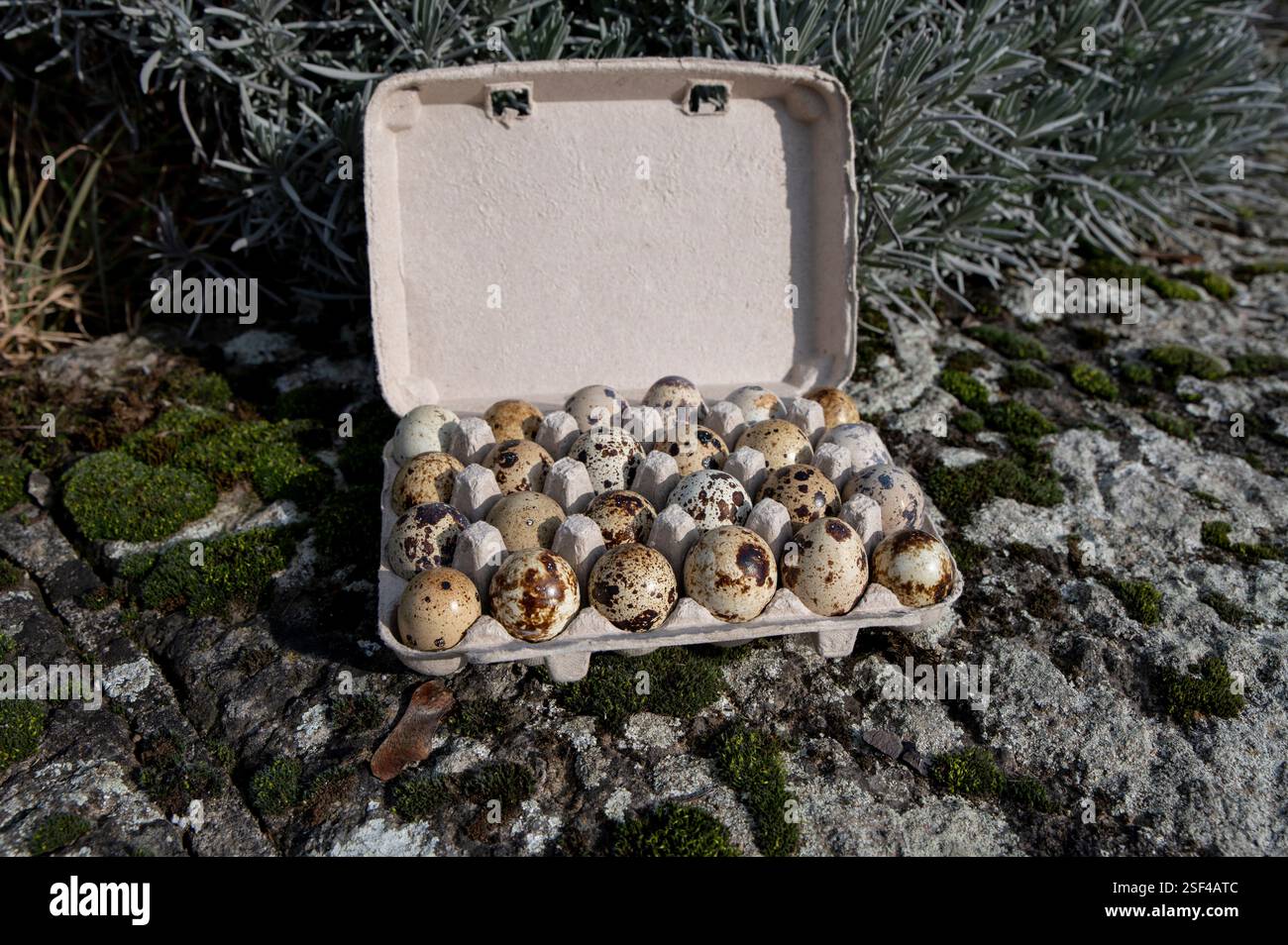 Die Eizellen der Wachteln (Coturnix coturnix). Stockfoto