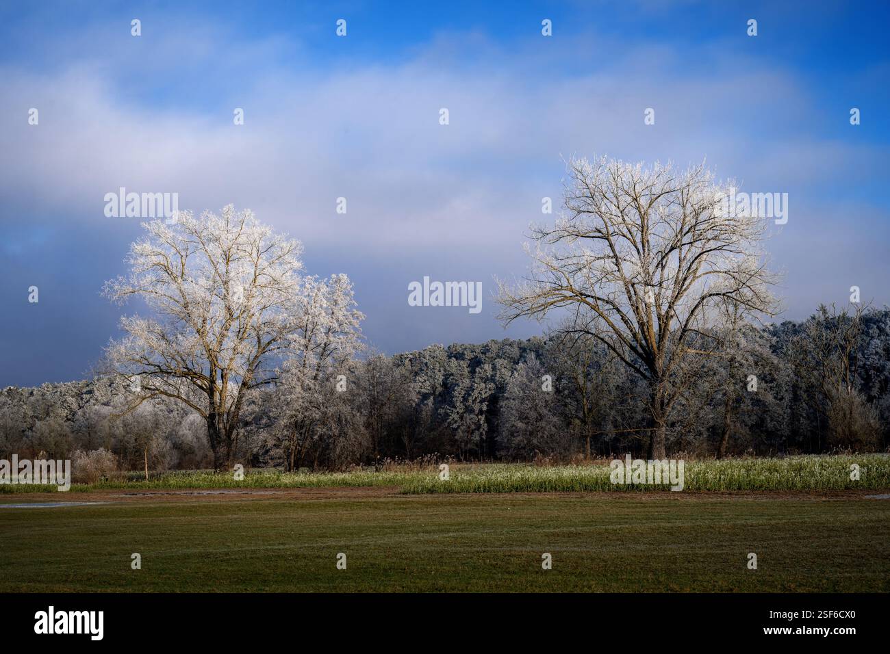 Bayerische Winterlandschaft mit frostbedeckten Bäumen in Schrobenhausen (Bayern, Deutschland) Stockfoto
