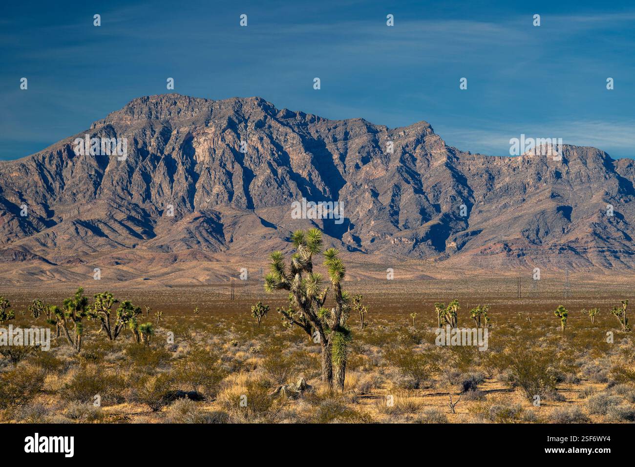 Joshua Tree (Yucca brevifolia), Nevada, USA Stockfoto Joshua Tree (Yucca brevifolia), Nevada, USA Stockfoto