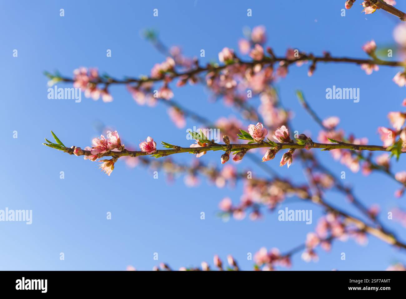 Zarte pfirsichfarbene Blüten blühen auf schlanken Ästen vor einem leuchtend blauen Himmel. Stockfoto