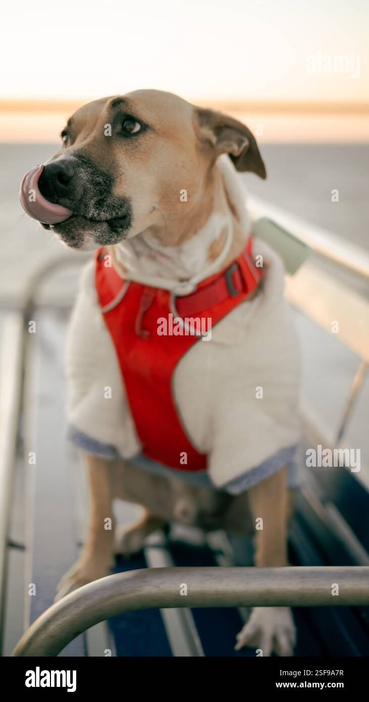 Ein liebenswerter heller Hund voller Energie und Charme. Jedes Foto fängt seinen verspielten Geist und seine herzerwärmende Persönlichkeit ein. Stockfoto
