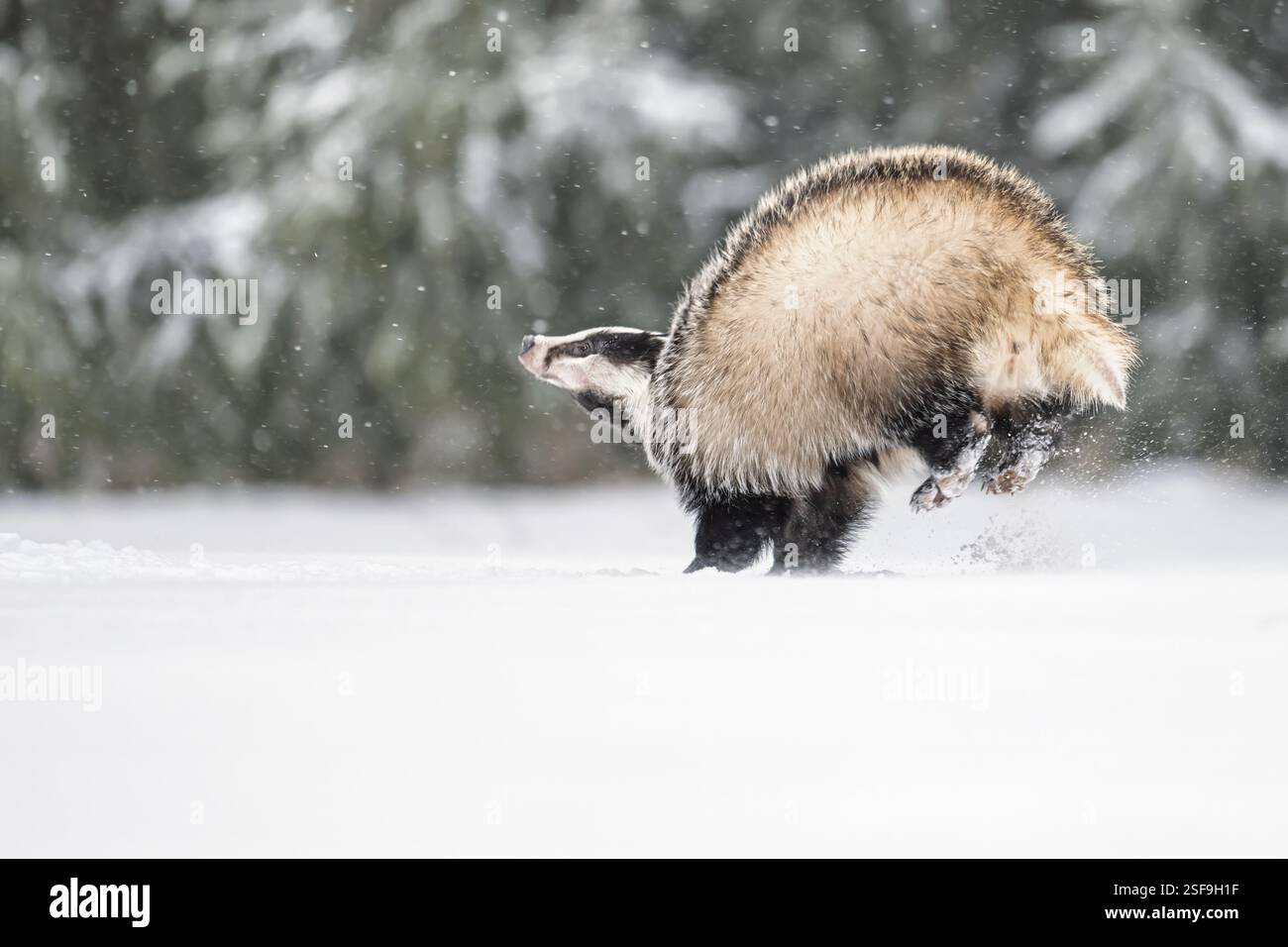 Niedlicher Dachs, der auf einer Wiese mit Herbstfarben läuft. Stockfoto
