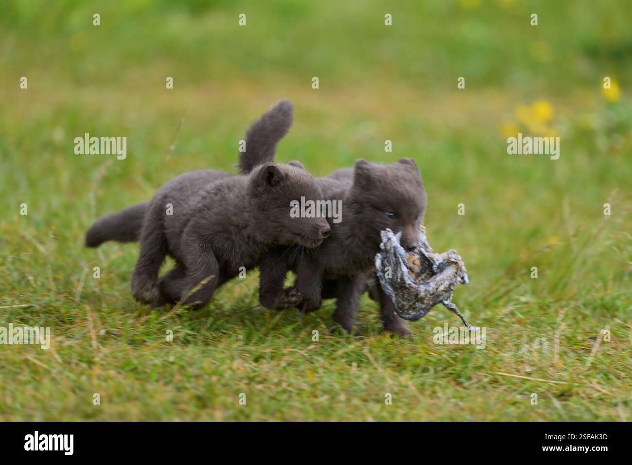 Blaumorph Polarfuchs (Vulpes lagopus) im Sommerfell. Hornvik, Island. Juli. Ein Paar Polarfüchse, die auf dem öffentlichen Campingplatz in Hornvik verweigert wurden. Stockfoto Blaumorph Polarfuchs (Vulpes lagopus) im Sommerfell. Hornvik, Island. Juli. Ein Paar Polarfüchse, die auf dem öffentlichen Campingplatz in Hornvik verweigert wurden. Stockfoto