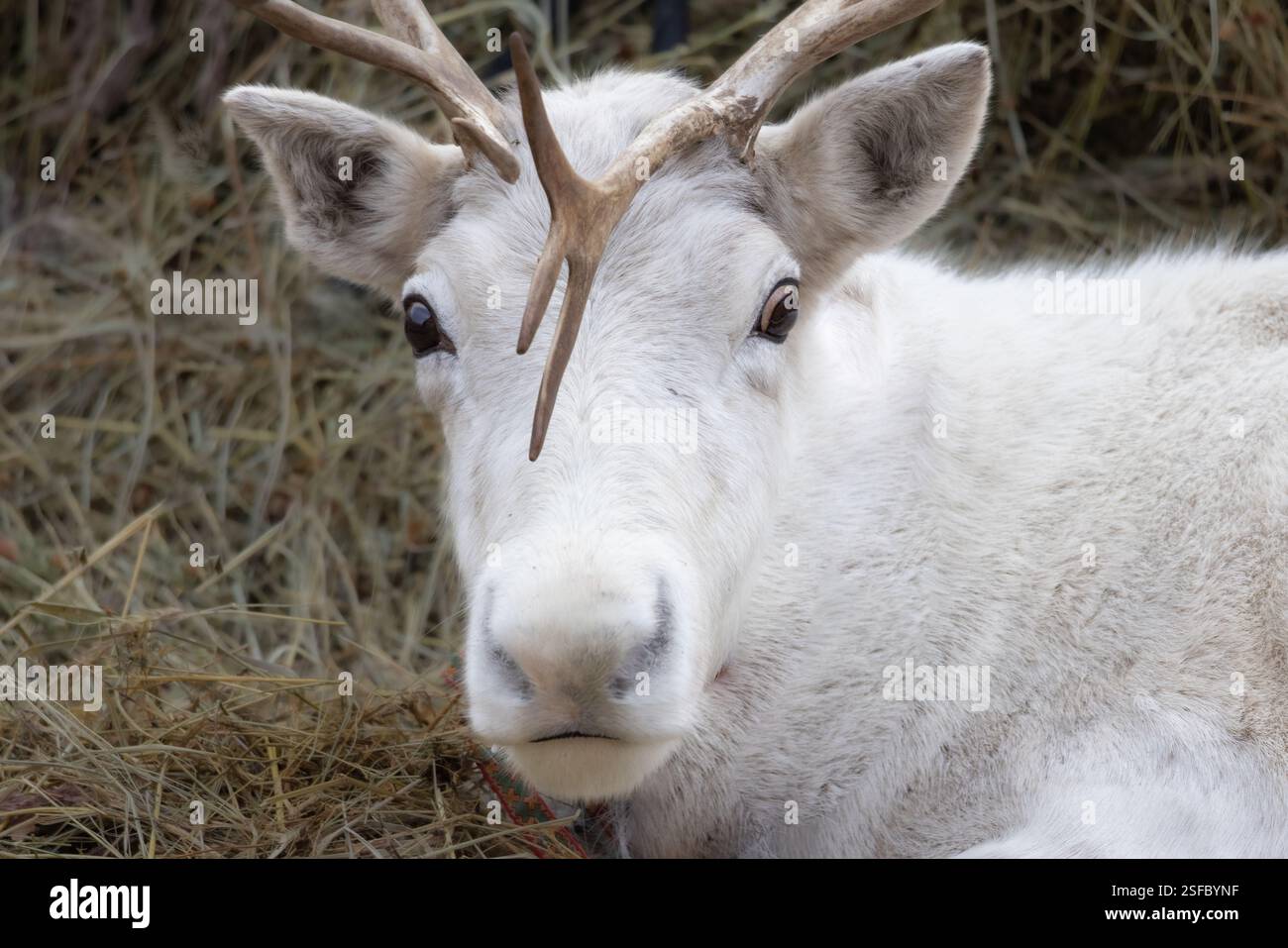 Ein Weißer Hirsch mit Geweih auf dem Kopf legt sich auf einem Feld nieder. Der Hirschkopf ist zur Seite gedreht und er blickt auf die Kamera. Konzept von ca. Stockfoto