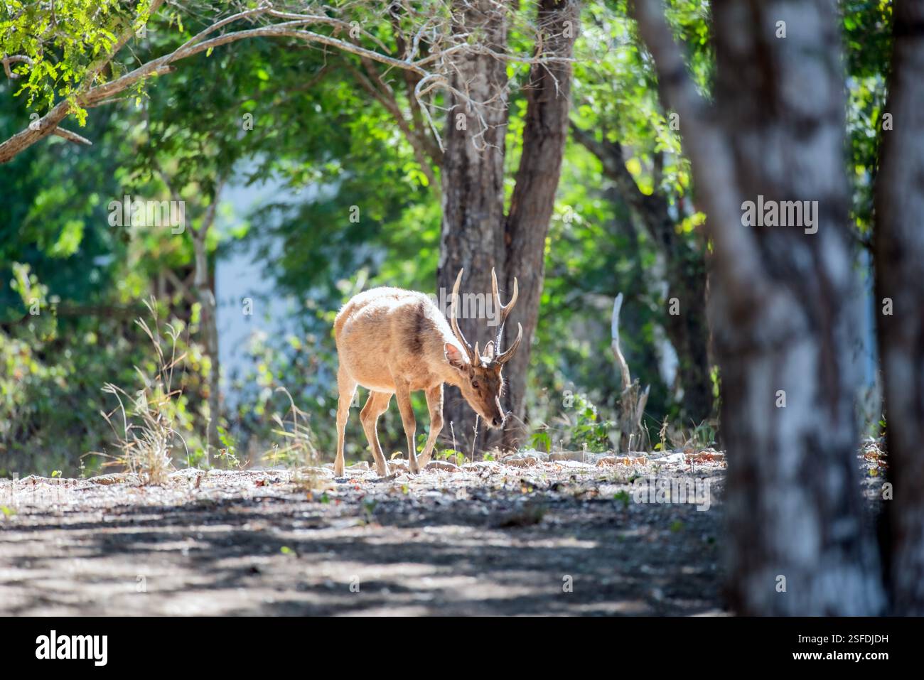 Javanische rusa, die in den Wäldern auf der Suche sind, Komodo Nationalpark, Flores, East Nusa Tenggara, Indonesien Stockfoto