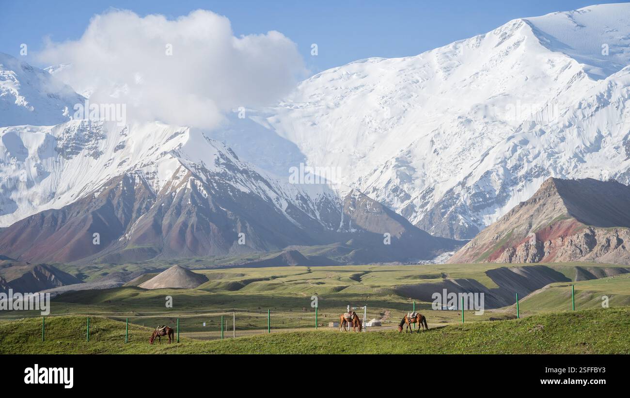 Nomadische Pferde, die im grünen Tal unter den riesigen verschneiten Pamir Mountains vor der Kulisse Kirgisistans grasen Stockfoto