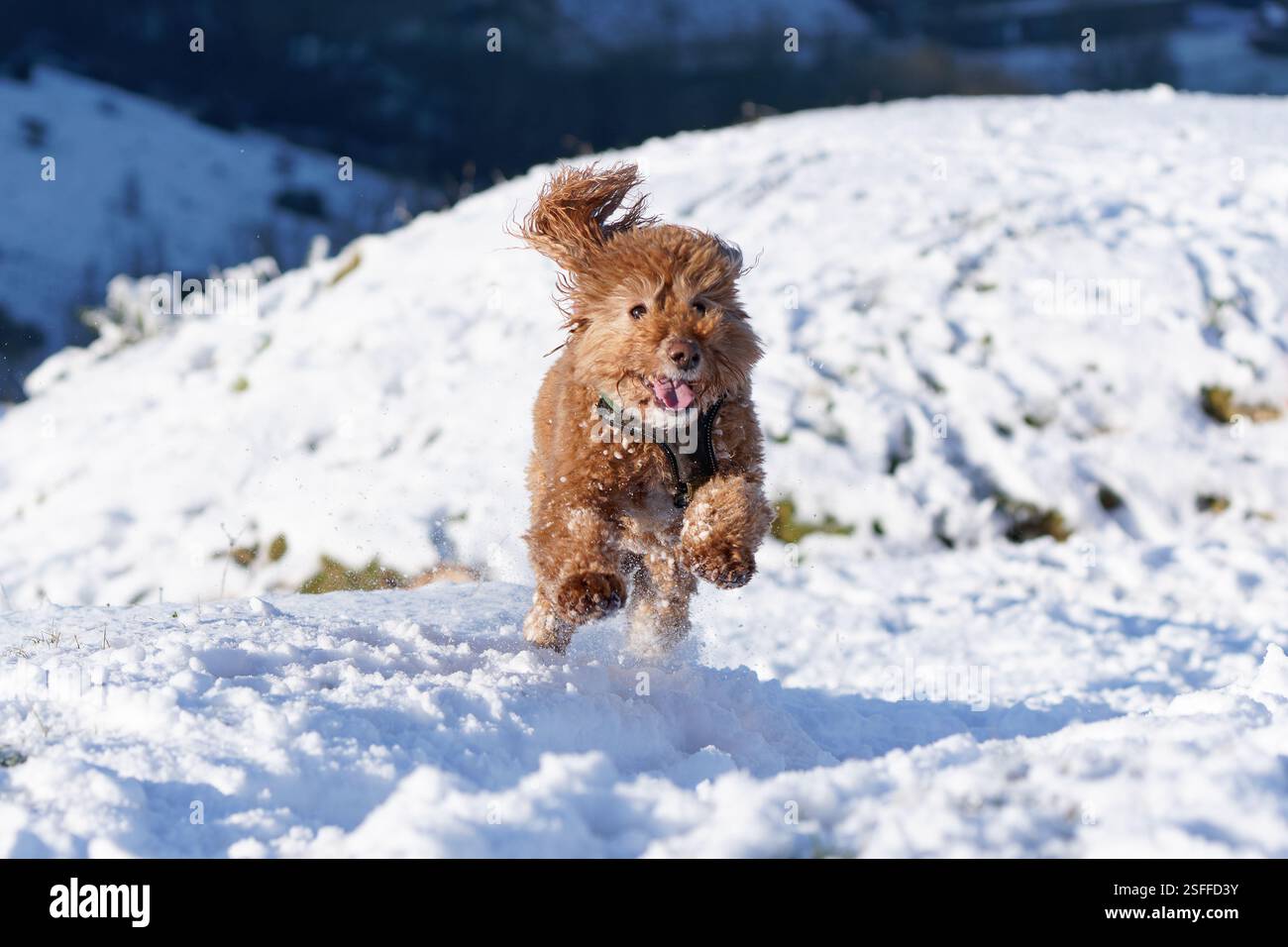 Cockapoo- Canis Lupus familiaris spielt im Schnee. Stockfoto