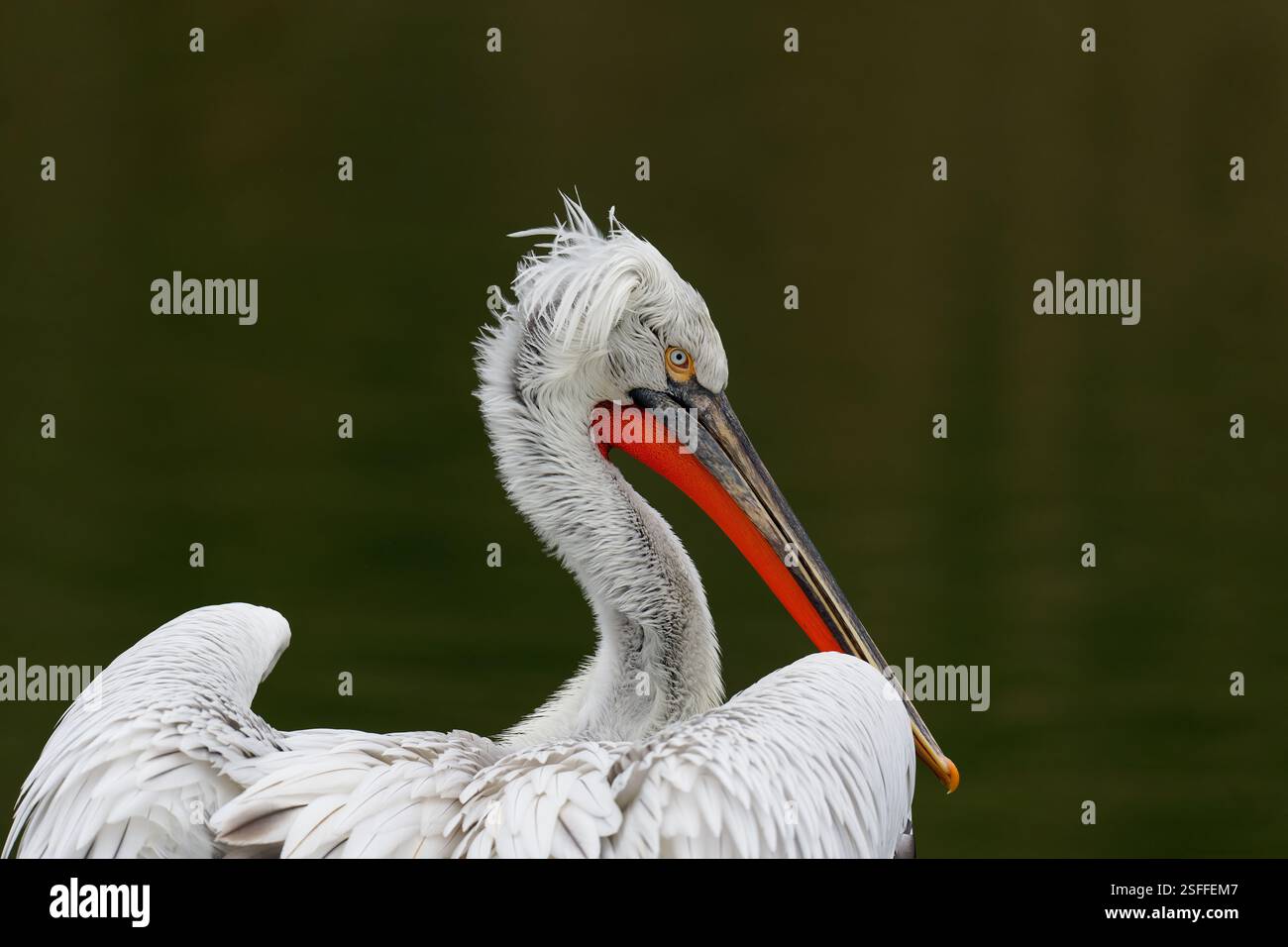 Dalmation pelican Pelecanus crispus aus Osteuropa. Stockfoto