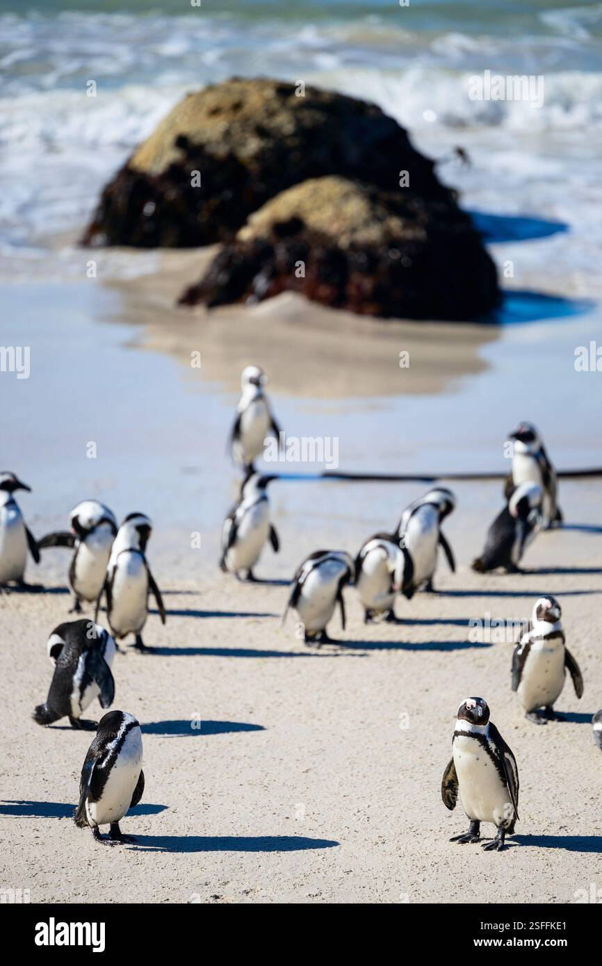 Eine Gruppe afrikanischer Pinguine versammelt sich am Sandstrand von Boulders Beach in Kapstadt Stockfoto