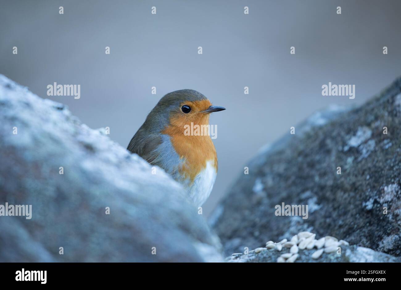 Robin an einer Trockenmauer in den Yorkshire Dales Stockfoto
