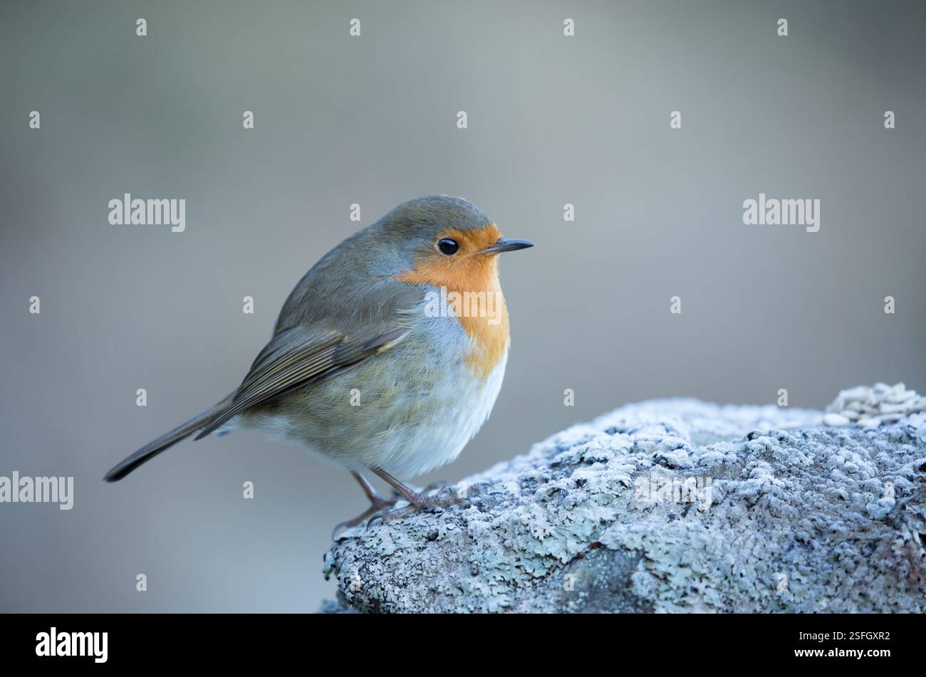 Robin an einer Trockenmauer in den Yorkshire Dales Stockfoto