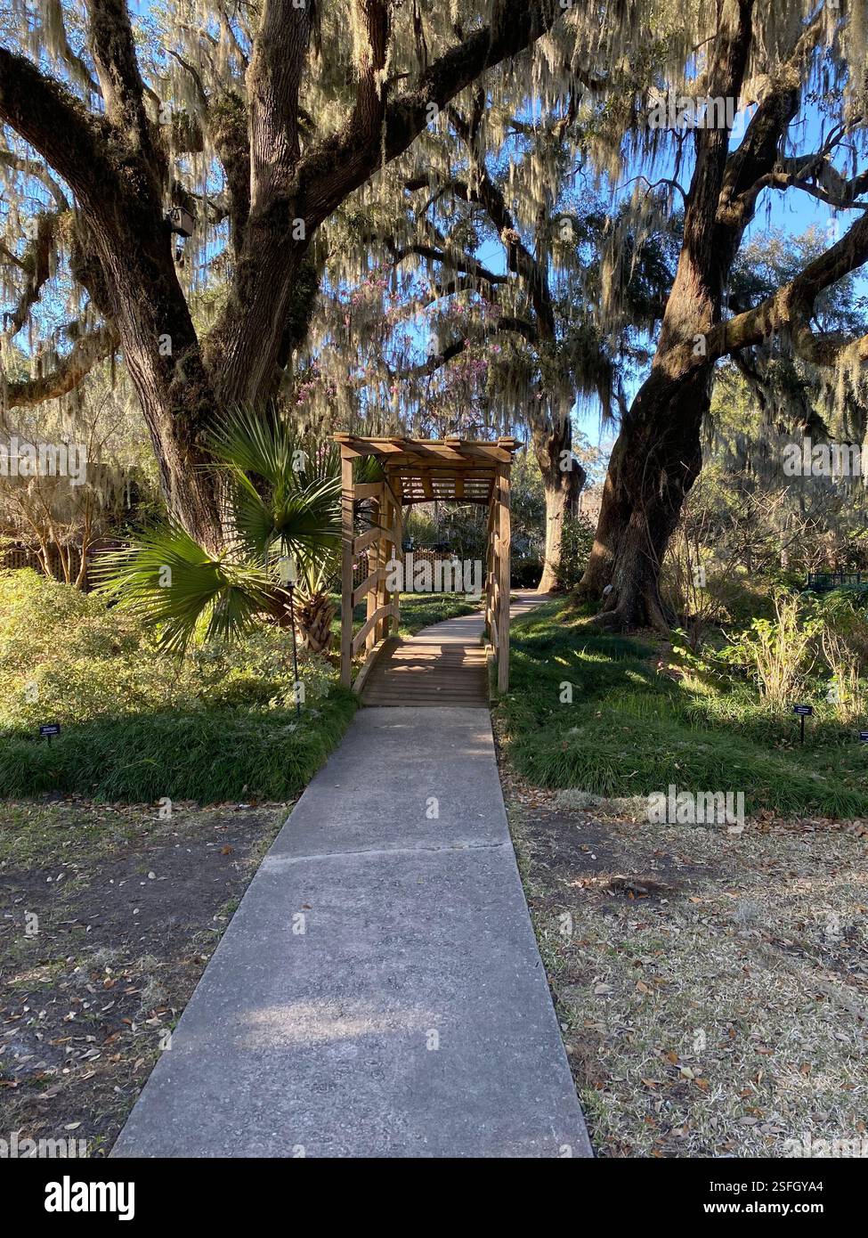 Durch die Bäume gehen - Smartphone-aufgenommenes Stockfoto