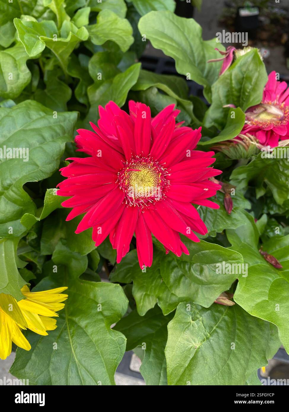 Gerbera Daisy - Smartphone-aufgenommenes Stockfoto
