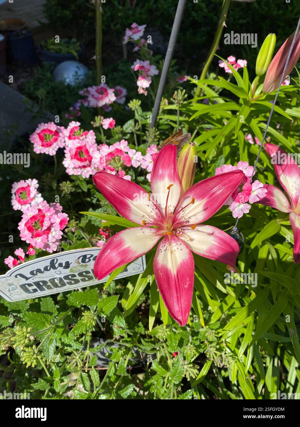 Pink Garden - Smartphone-aufgenommenes Stockfoto