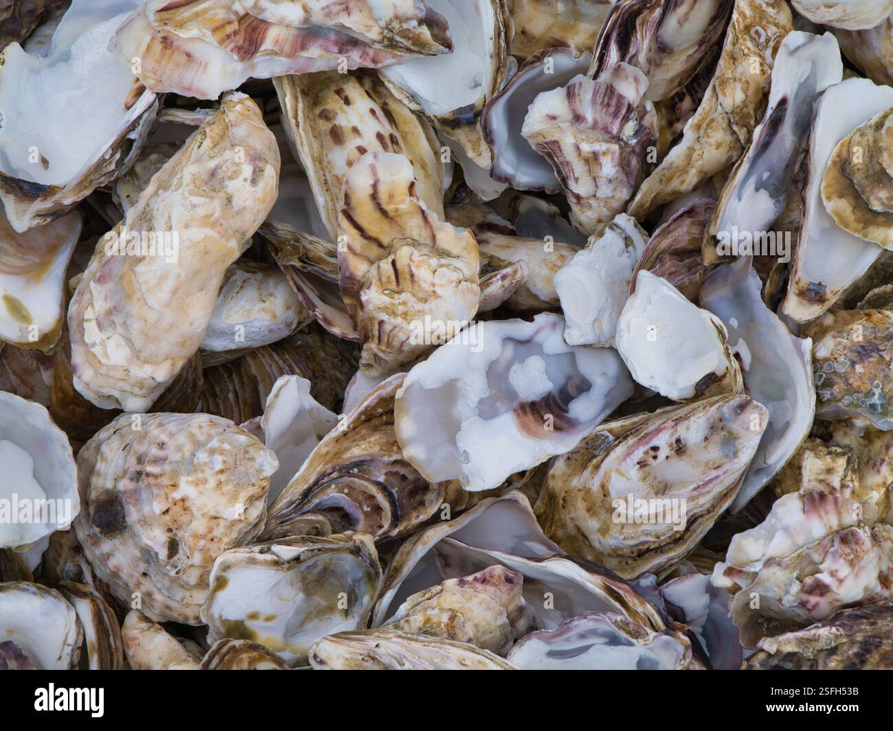 Austernschalen am Strand von Cancale an der bretonischen Küste in Nordfrankreich. Die Schalen werden von Leuten entsorgt, die sie von nahe gelegenen en kaufen Stockfoto