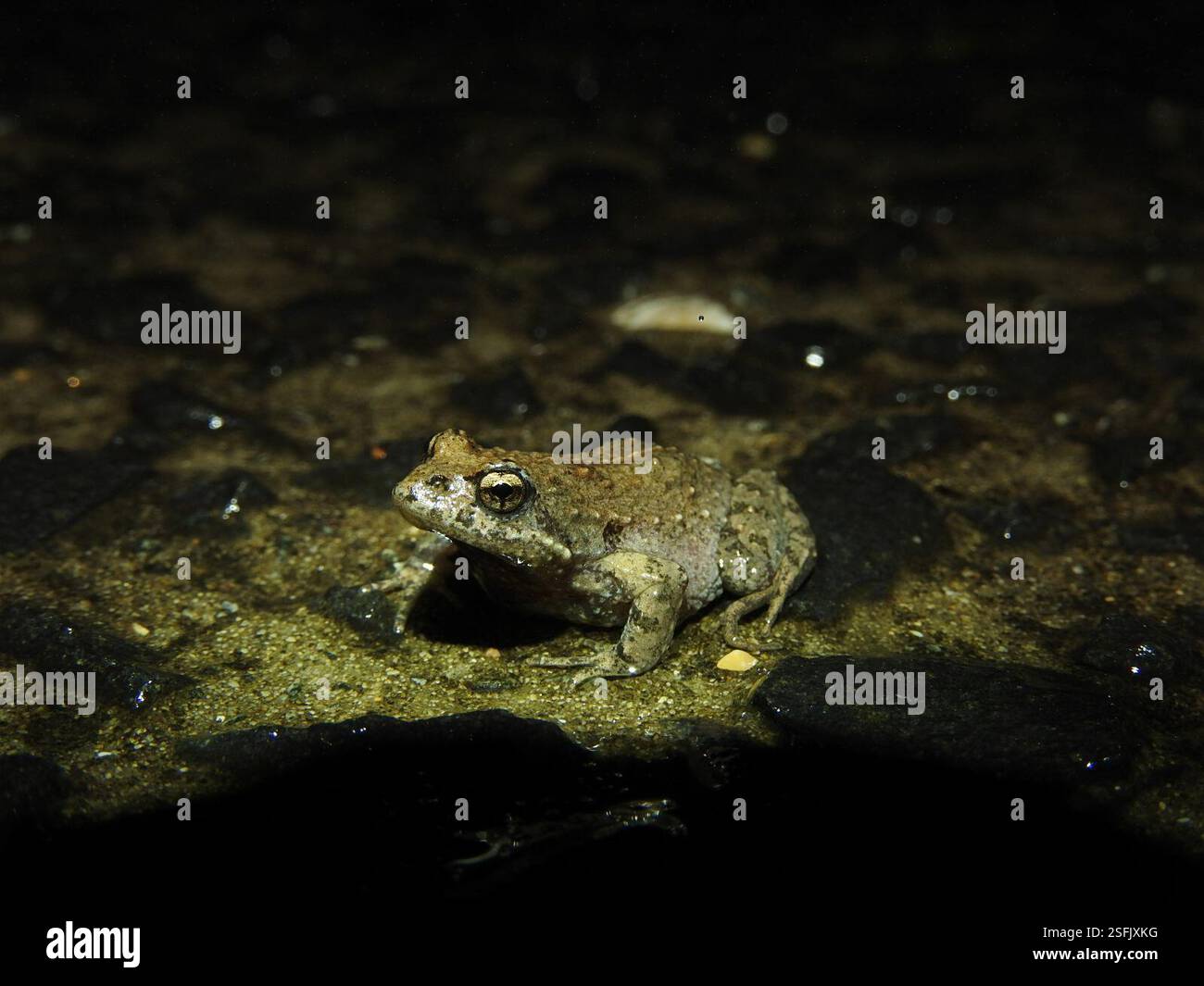 Common Eastern Froglet (Crinia signifera), Amphibia, Hobart TAS, Australien Stockfoto