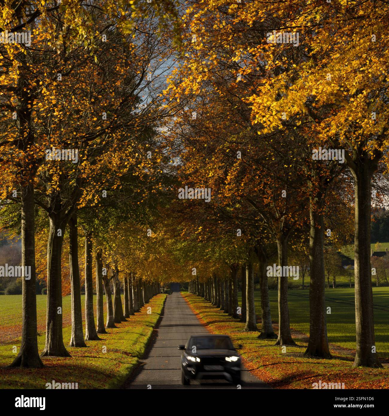 Atemberaubender Herbstbaum im Moor Crichel, Dorset, Großbritannien Stockfoto
