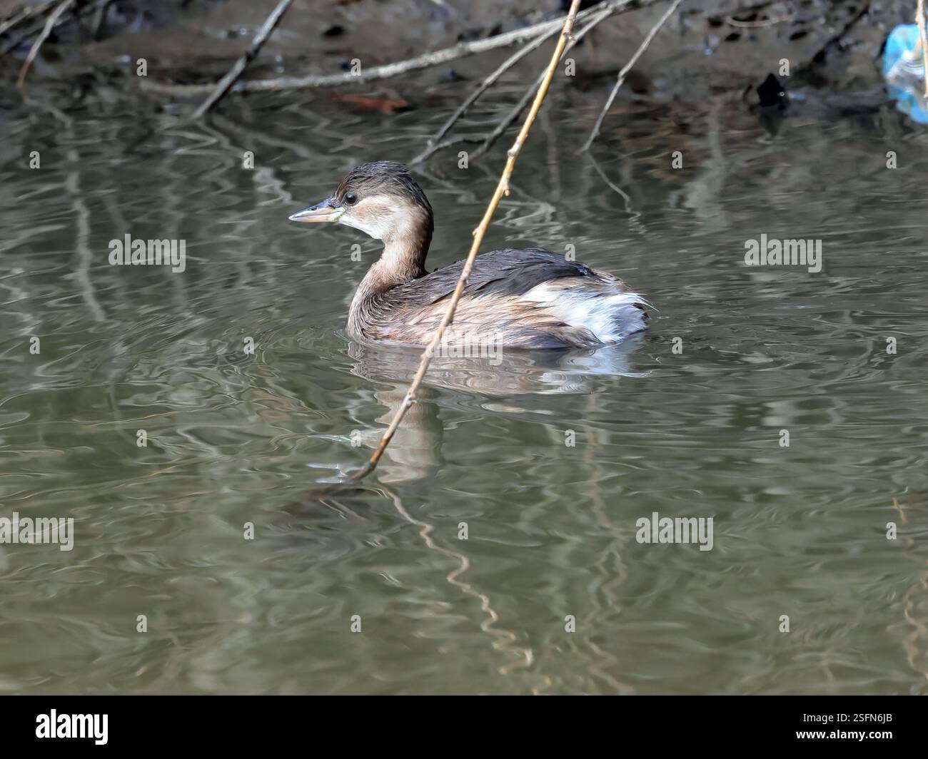 Ein kleiner Grebe (Tachybaptus ruficollis) im Wintergefieder. Stockfoto