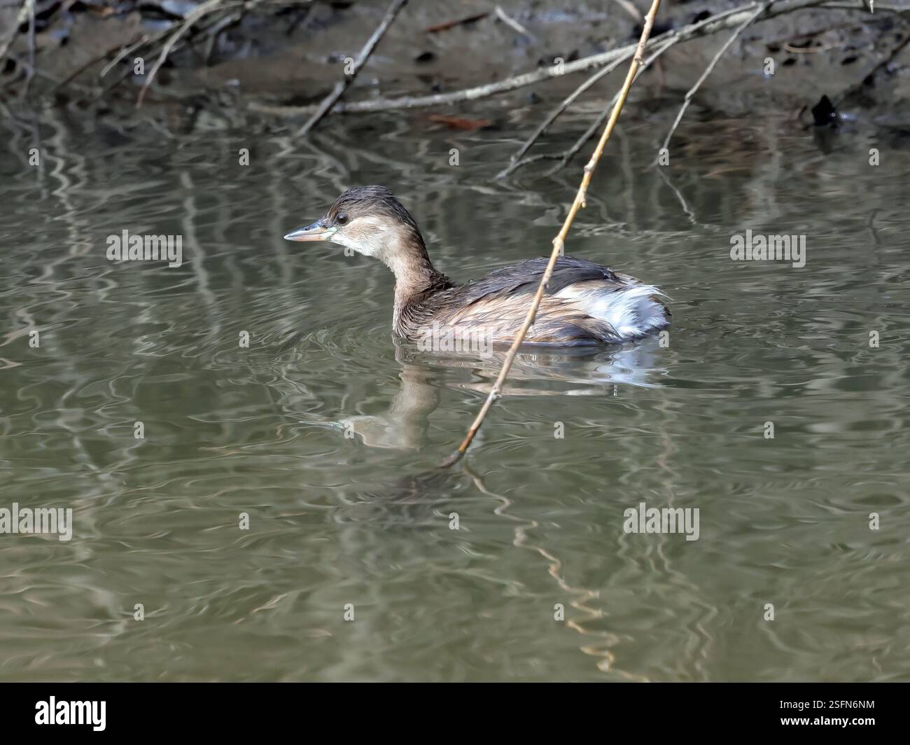 Ein kleiner Grebe (Tachybaptus ruficollis) im Wintergefieder. Stockfoto