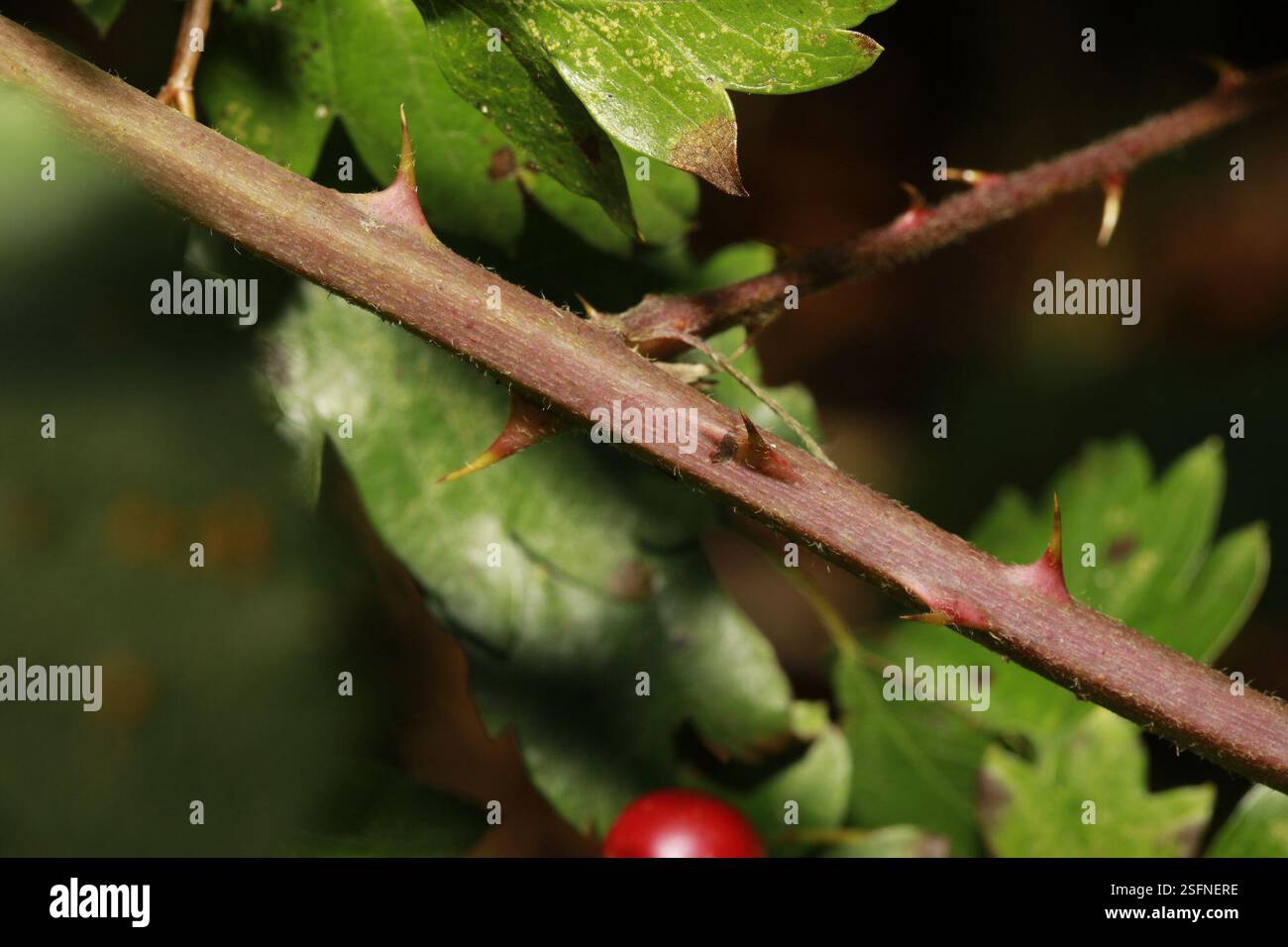 Brombeerrost (Kuehneola uredinis), Pilze, Sankey Valley Park, Blackbrook Road, St Helens, Merseyside, UK, über Rubus questieri Stockfoto
