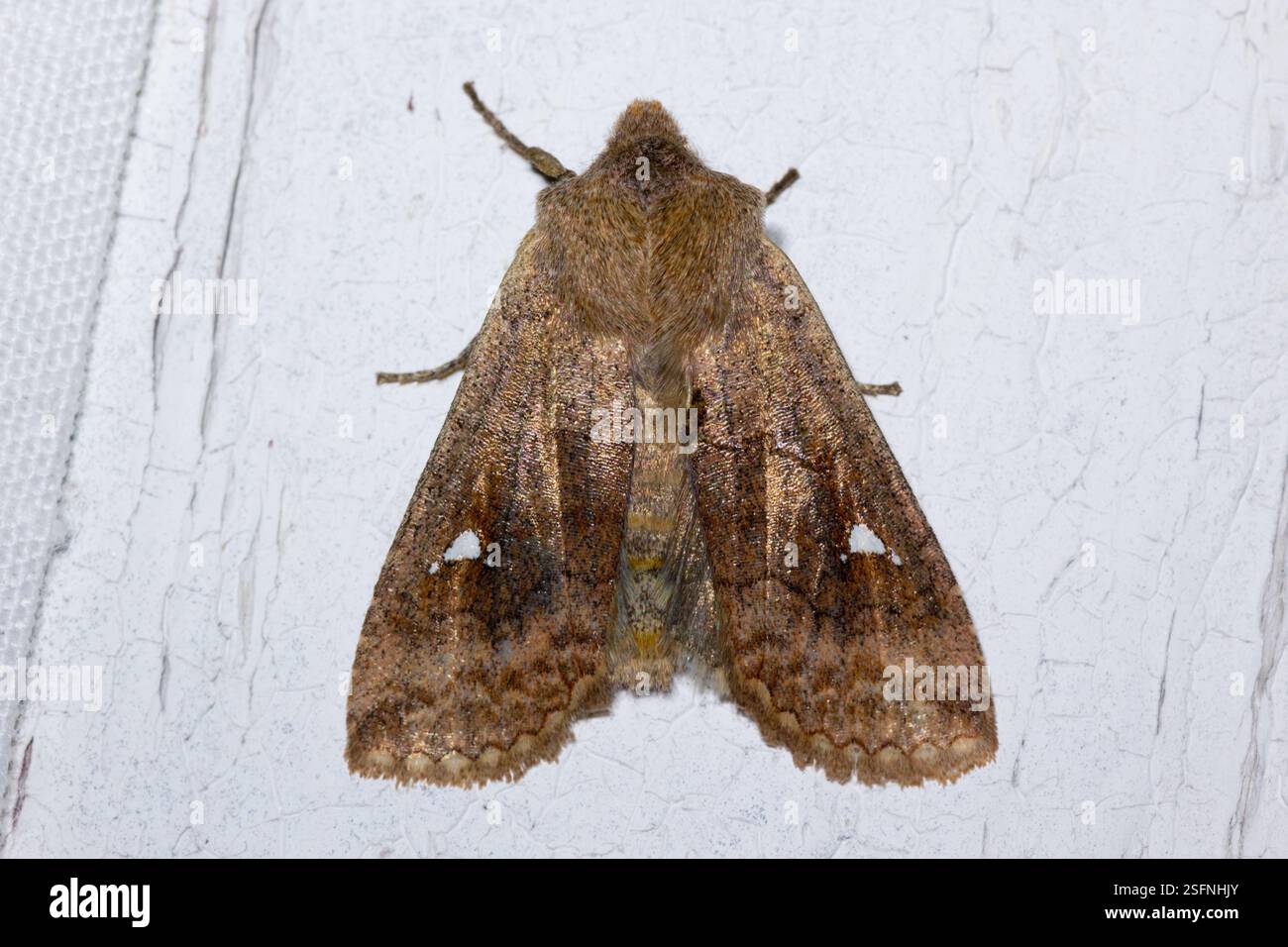 Der Satellite Eupsilia transversa in Ruhe an der Wand in einer Septembernacht mit wunderschönen Markierungen und Details - Raasepori, Südwesten Finnlands Stockfoto