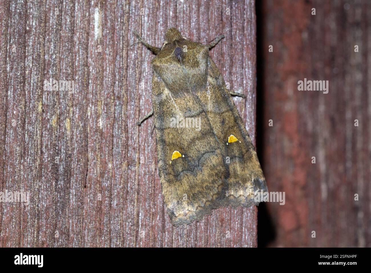 Der Satellite Eupsilia transversa in Ruhe an der Wand in einer Septembernacht mit wunderschönen Markierungen und Details - Raasepori, Südwesten Finnlands Stockfoto
