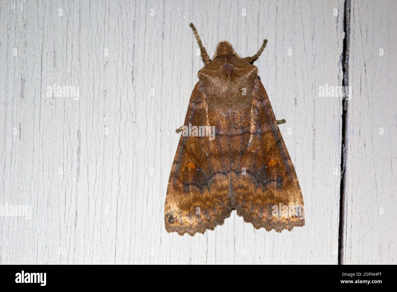 Der Satellite Eupsilia transversa in Ruhe an der Wand in einer Septembernacht mit wunderschönen Markierungen und Details - Raasepori, Südwesten Finnlands Stockfoto