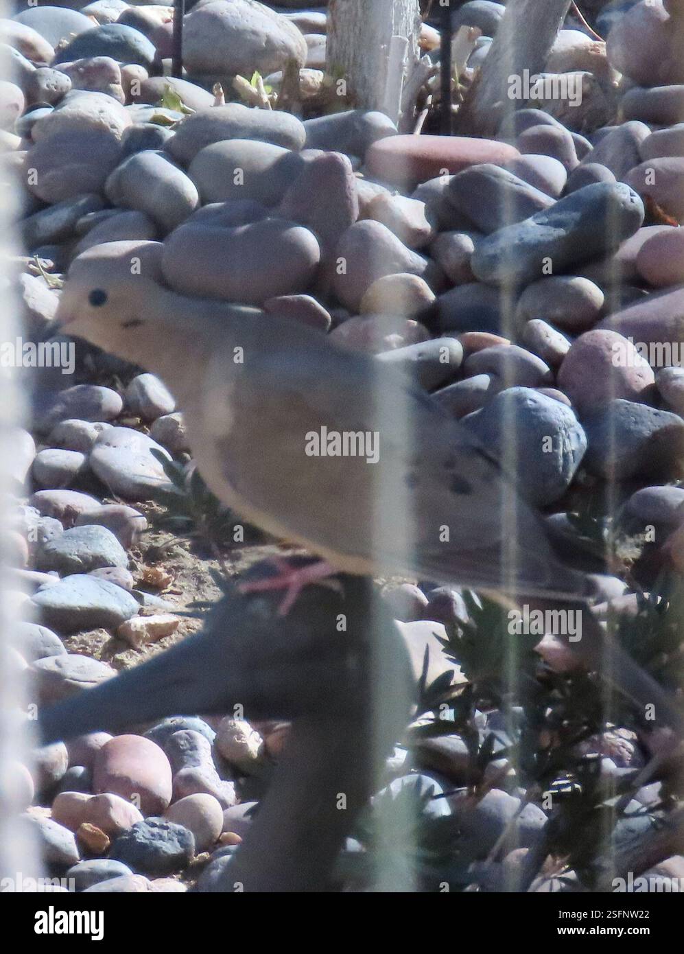 Trauertaube (Zenaida macroura), AVE, Signal CT, Palm Desert, CA, WIR, Schnappschuss von Taube, fotografiert durch Fensterläden, gegen die Sonne. Trauertaube (Zenaida macroura) Trim Body, bis zu 30 cm lang, und pinkfarbene Füße. Das Schweif verjüngt sich zu einem Punkt. Weit verbreitet und verbreitet in einem Großteil Nordamerikas, von Südkanada bis Panama, einschließlich der Karibik. Sie finden sich in einer Vielzahl von Lebensräumen, von landwirtschaftlichen Feldern bis hin zu leicht bewaldeten Gebieten. Liebt Vororte, wo sie oft auf Telefonleitungen sitzt und Vogelfütterung besucht. Vermeidet dichten Wald, der aber an Waldrändern zu finden ist. Wird in der Regel paarweise oder angezeigt Stockfoto