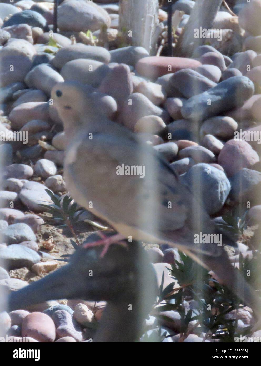 Trauertaube (Zenaida macroura), AVE, Signal CT, Palm Desert, CA, WIR, Schnappschuss von Taube, fotografiert durch Fensterläden, gegen die Sonne. Trauertaube (Zenaida macroura) Trim Body, bis zu 30 cm lang, und pinkfarbene Füße. Das Schweif verjüngt sich zu einem Punkt. Weit verbreitet und verbreitet in einem Großteil Nordamerikas, von Südkanada bis Panama, einschließlich der Karibik. Sie finden sich in einer Vielzahl von Lebensräumen, von landwirtschaftlichen Feldern bis hin zu leicht bewaldeten Gebieten. Liebt Vororte, wo sie oft auf Telefonleitungen sitzt und Vogelfütterung besucht. Vermeidet dichten Wald, der aber an Waldrändern zu finden ist. Wird in der Regel paarweise oder angezeigt Stockfoto