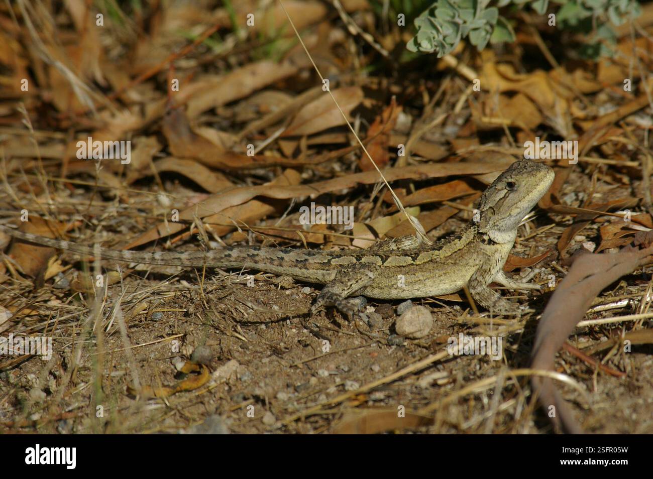 Jacky Dragon (Amphibolurus muricatus), Reptilia, Batesford VIC 3213, Australien Stockfoto