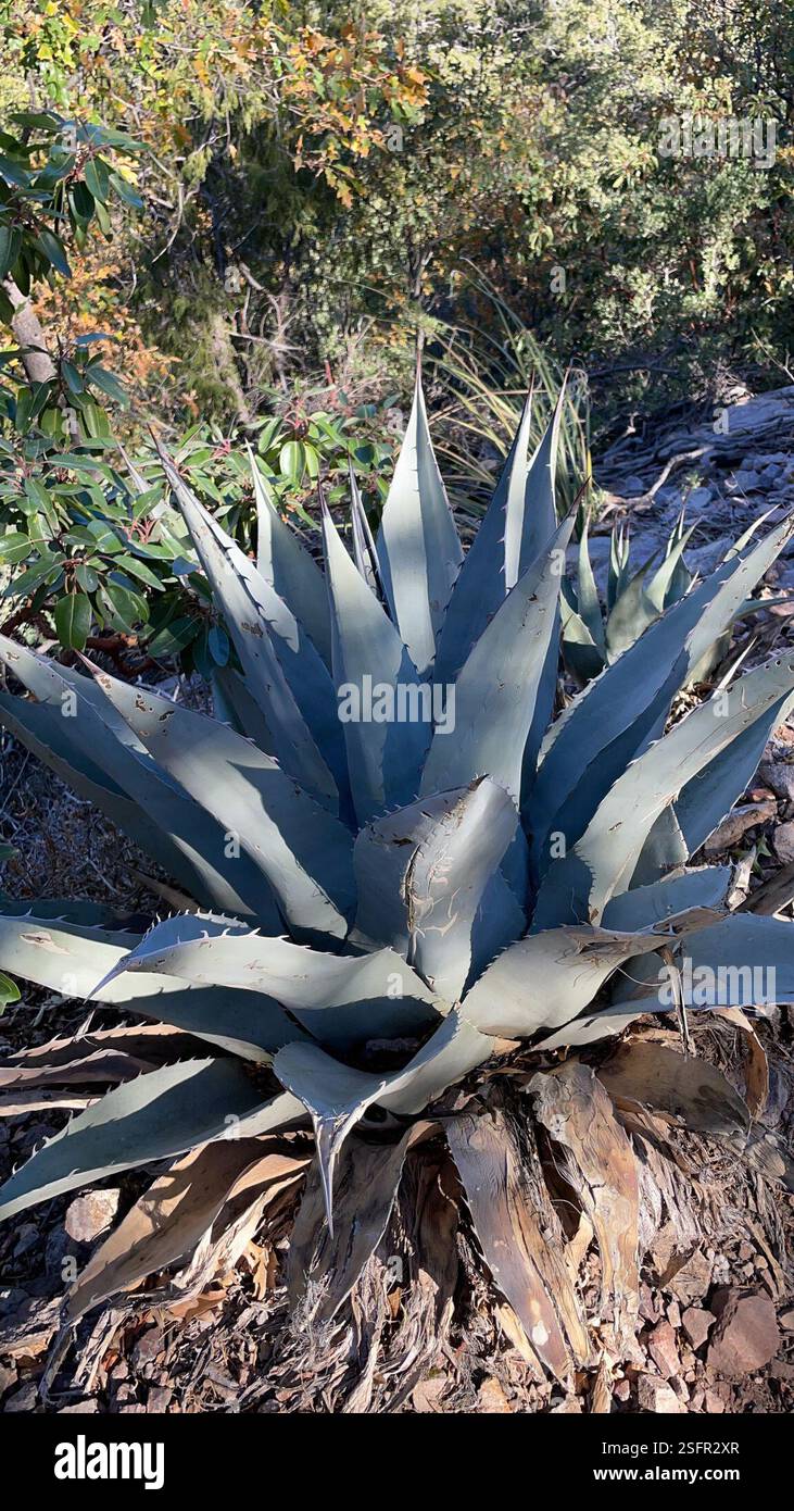 Havard's Century Plant (Agave havardiana), Plantae, Brewster County, TX, USA Stockfoto Havard's Century Plant (Agave havardiana), Plantae, Brewster County, TX, USA Stockfoto