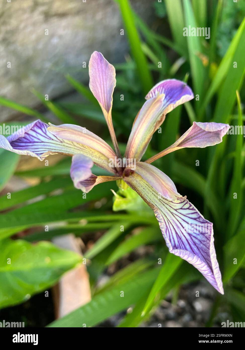 Flieder-Iris-Blume in einem Hüttengarten - Smartphone-aufgenommenes Stockfoto