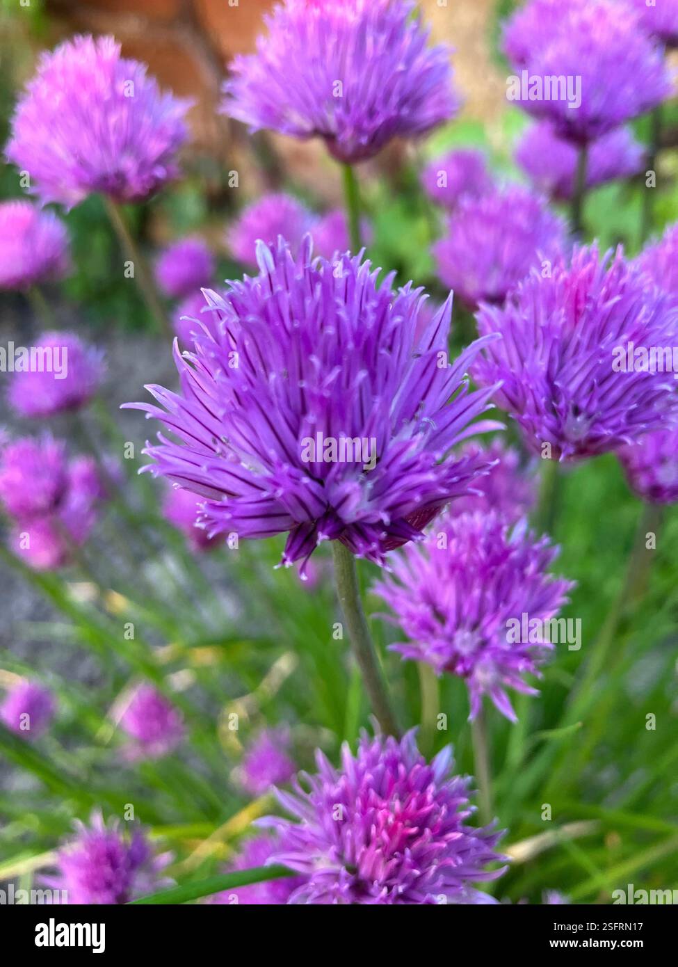 Lila blühende Schnittlauchpflanze in einem Cottage Garden - Smartphone-aufgenommenes Stockfoto