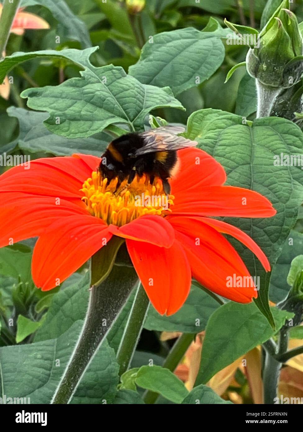 Buff Tail Hummel und Blume Stockfoto