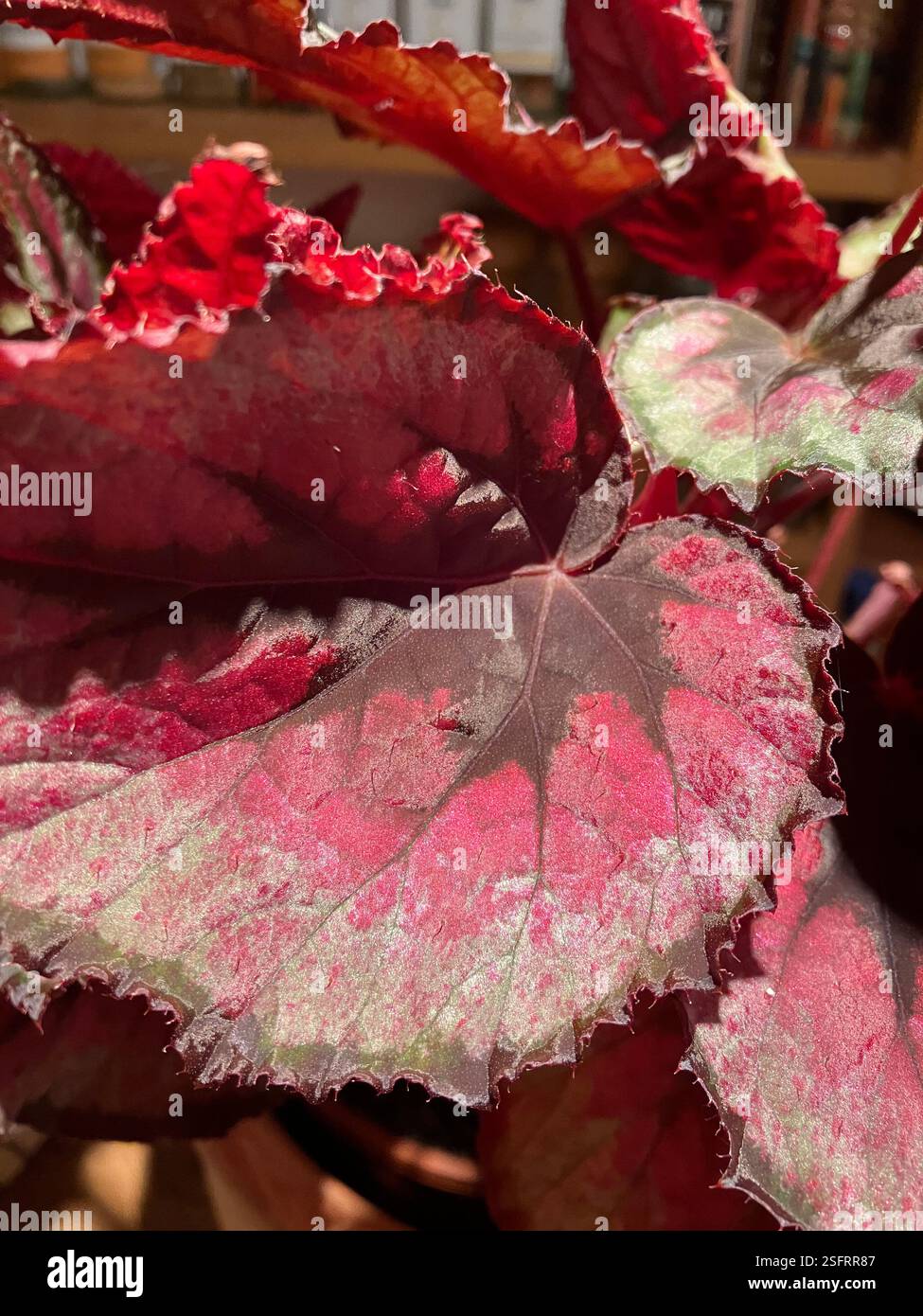 Begonia Rex Nahaufnahme in einem Haus - Smartphone-aufgenommenes Stockfoto