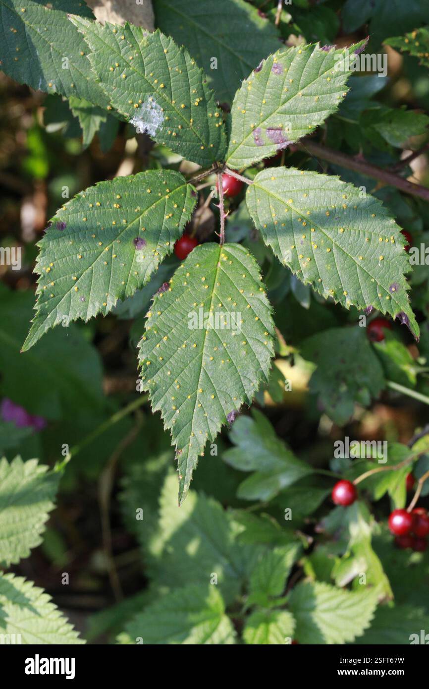 Brombeerrost (Kuehneola uredinis), Pilze, Sankey Valley Park, Blackbrook Road, St Helens, Merseyside, UK, über Rubus questieri Stockfoto