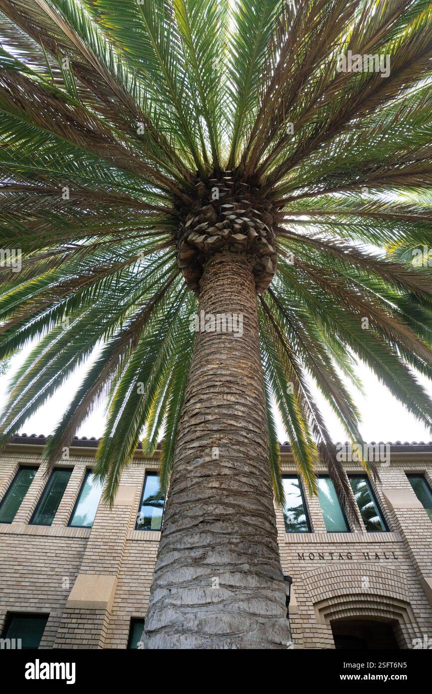 Palme vor der Montag Hall, Stanford University. Sonnenlicht filtert durch die Blätter. Stockfoto