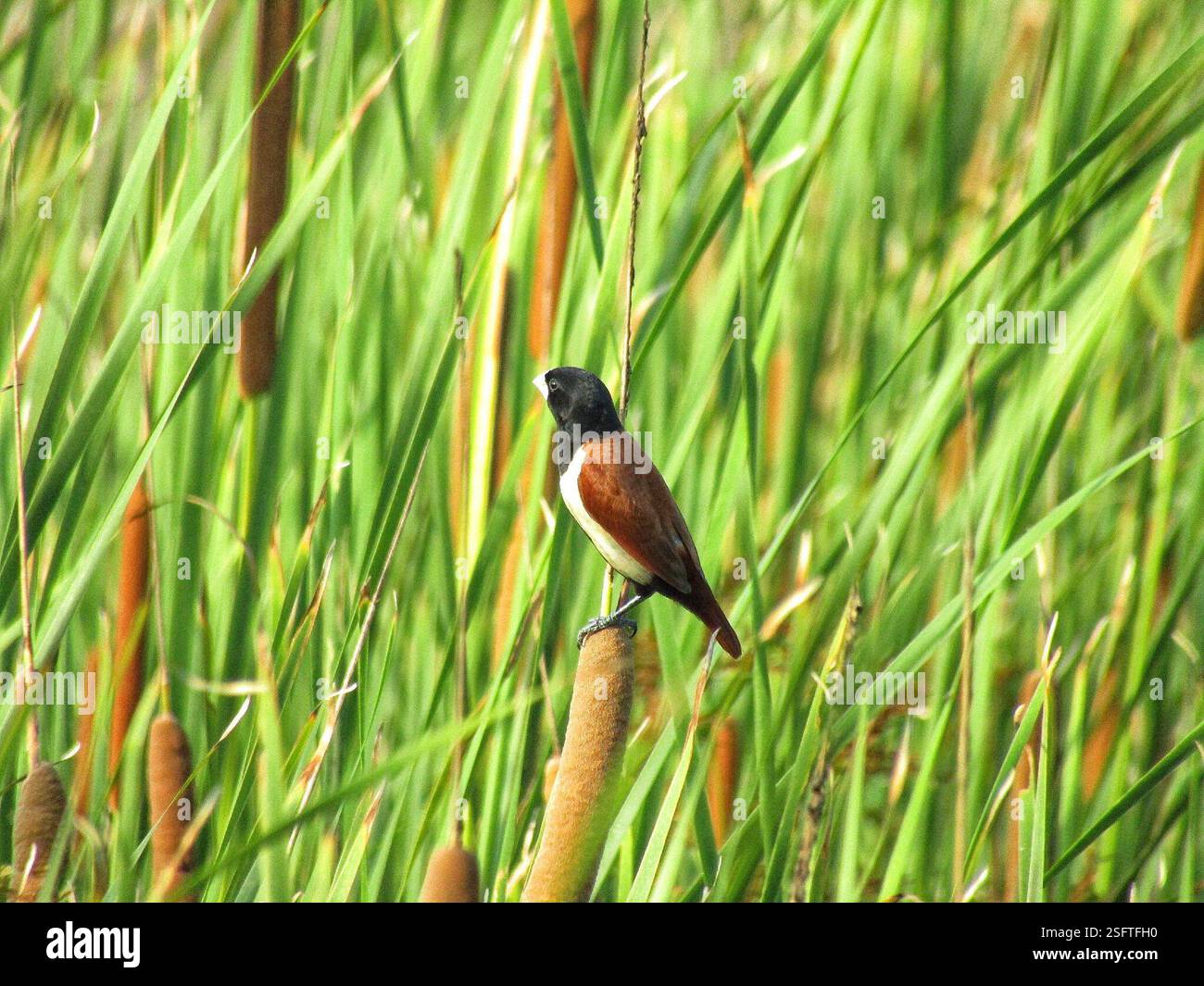 Dreifarbige Munien (Lonchura malacca), Aves, Nimblak, Maharashtra 414111, Indien, Migration – Bangladesch, Indien, Sri Lanka, Pakistan und Südchina. Arten - Trinidad, Jamaika, Hispaniola, Puerto Rico, Kuba, und Venezuela. Ähnlich wie Kastanienmunia wird diese Art als Schwarzkopfmunia bezeichnet. Habitat - die Tricolor munia ist ein kleiner geselliger Vogel, der sich hauptsächlich von Körnern und anderen Samen ernährt. Sie lebt in feuchten Graslandschaften. Sie findet sich auch in tropischen Tiefland-Feuchtwäldern Stockfoto