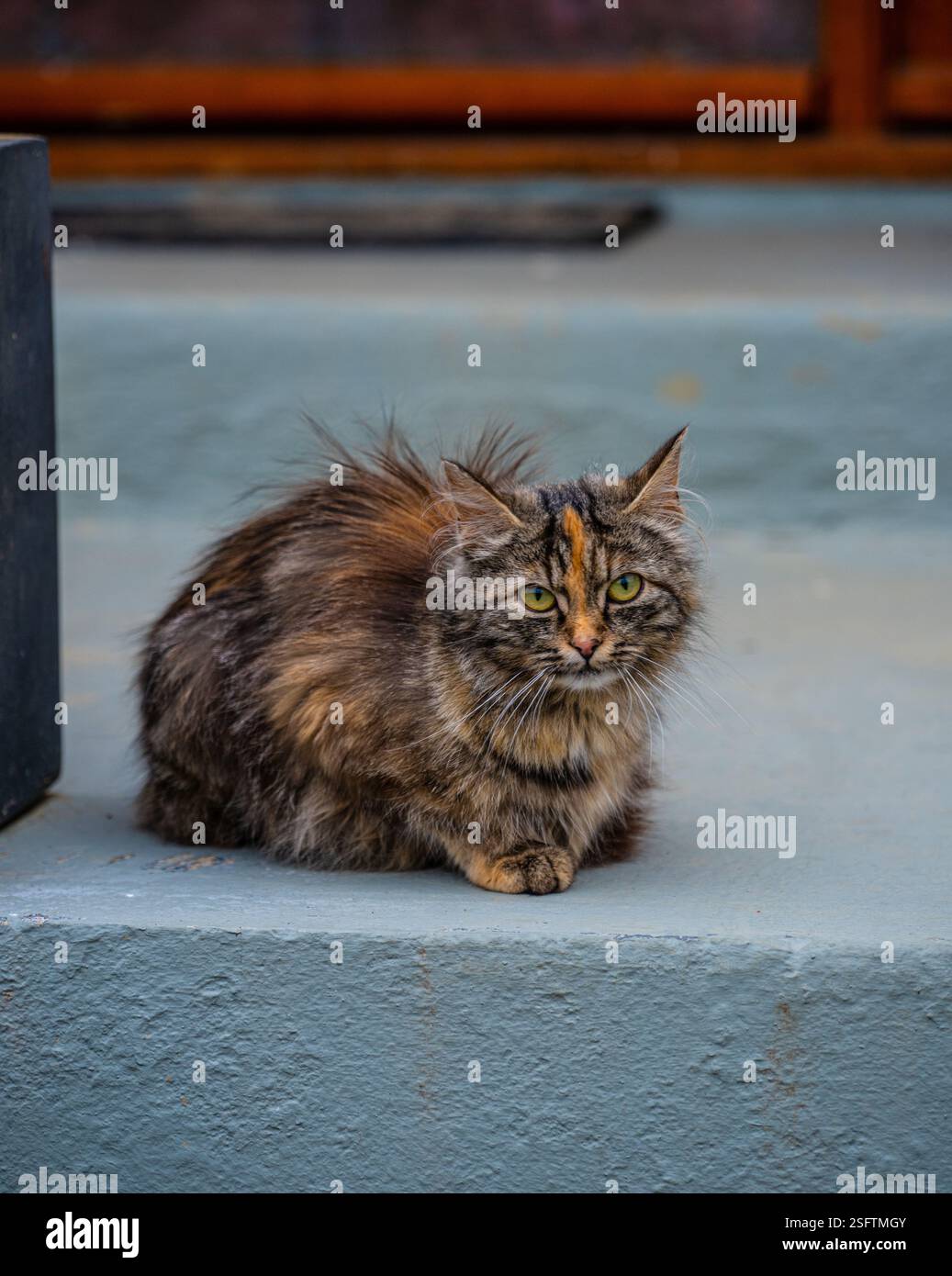 Flauschige streunende Katze, die auf Betontreppen sitzt Stockfoto