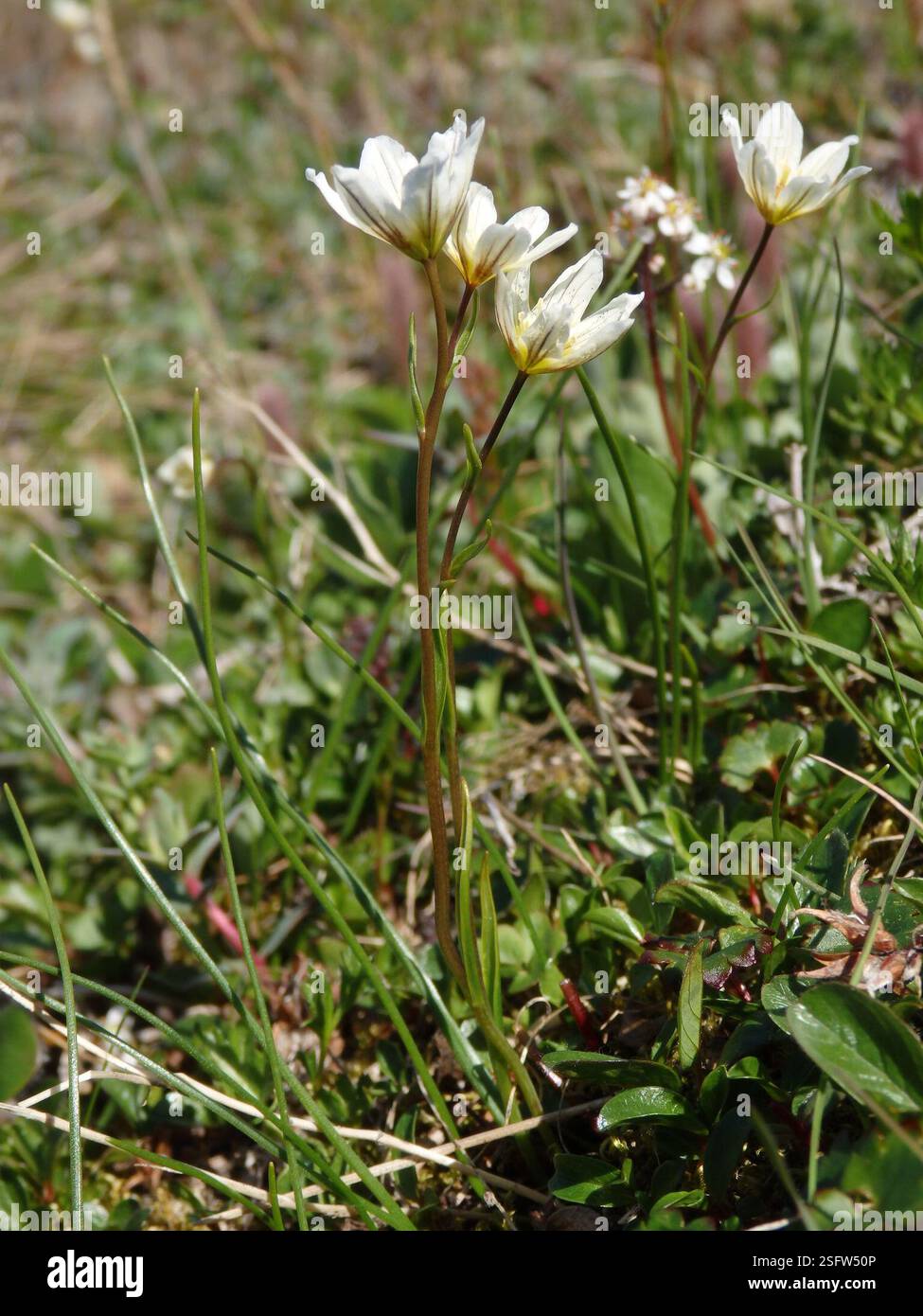 Snowdon Lily (Gagea serotina), Plantae, Провиденский р-н, Чукотский автономный округ, Россия Stockfoto
