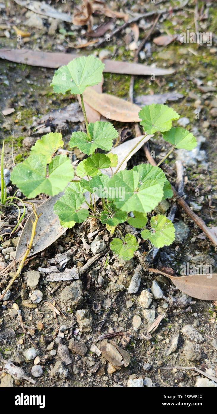Mallows (Malva), Plantae, MONARCH BAY, CA 92629, USA Stockfoto